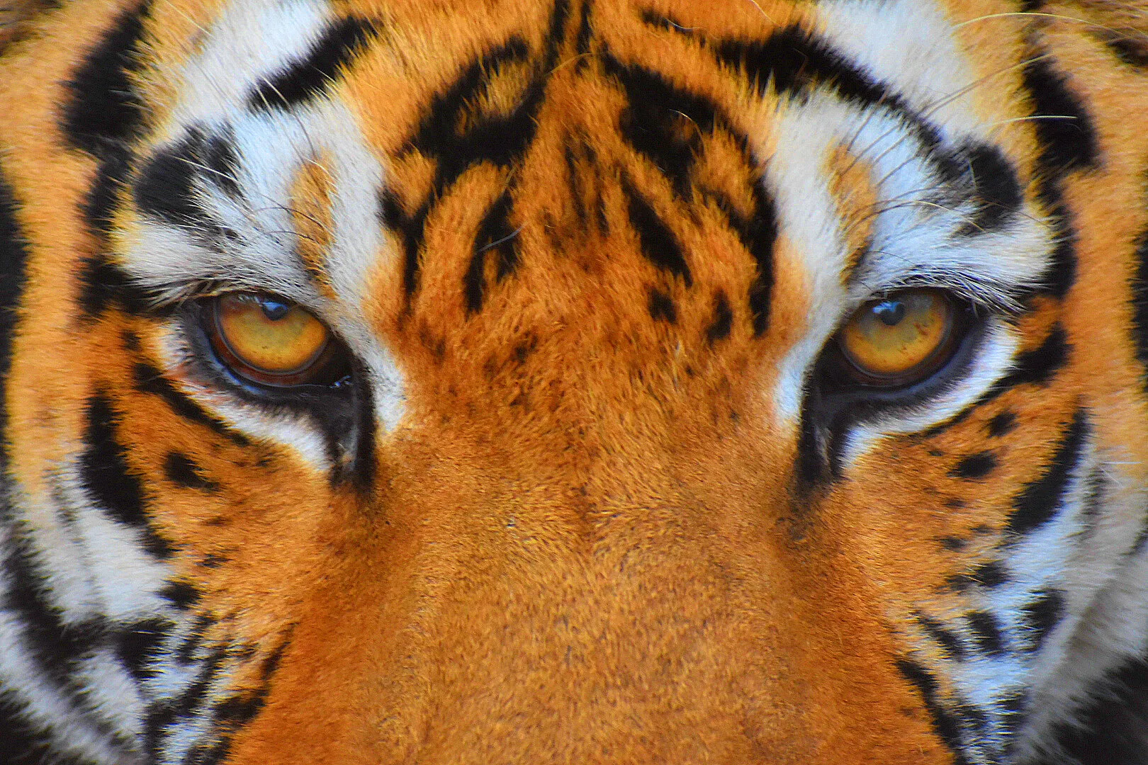 Eye of the Tiger