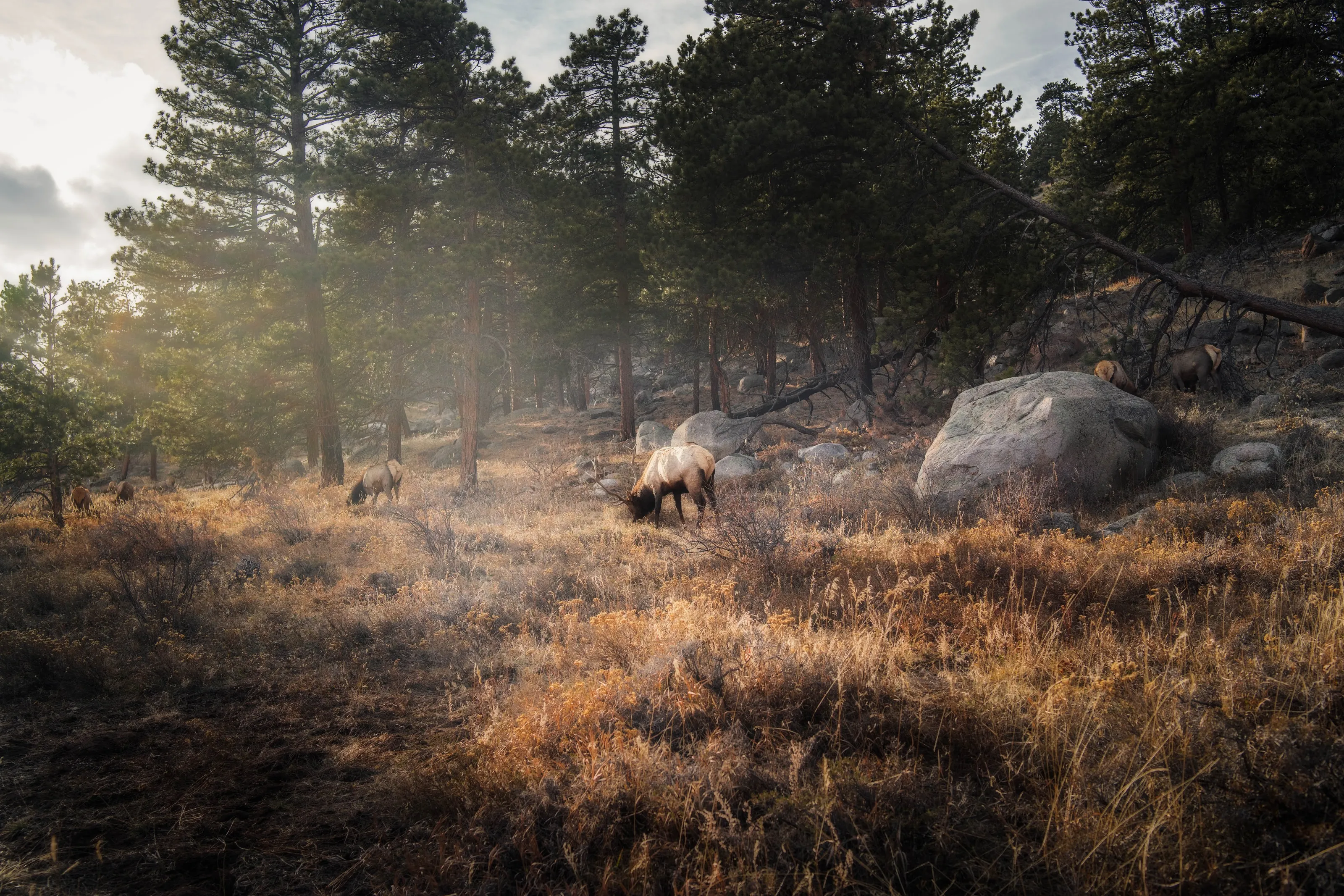 Rocky Mountain Elk