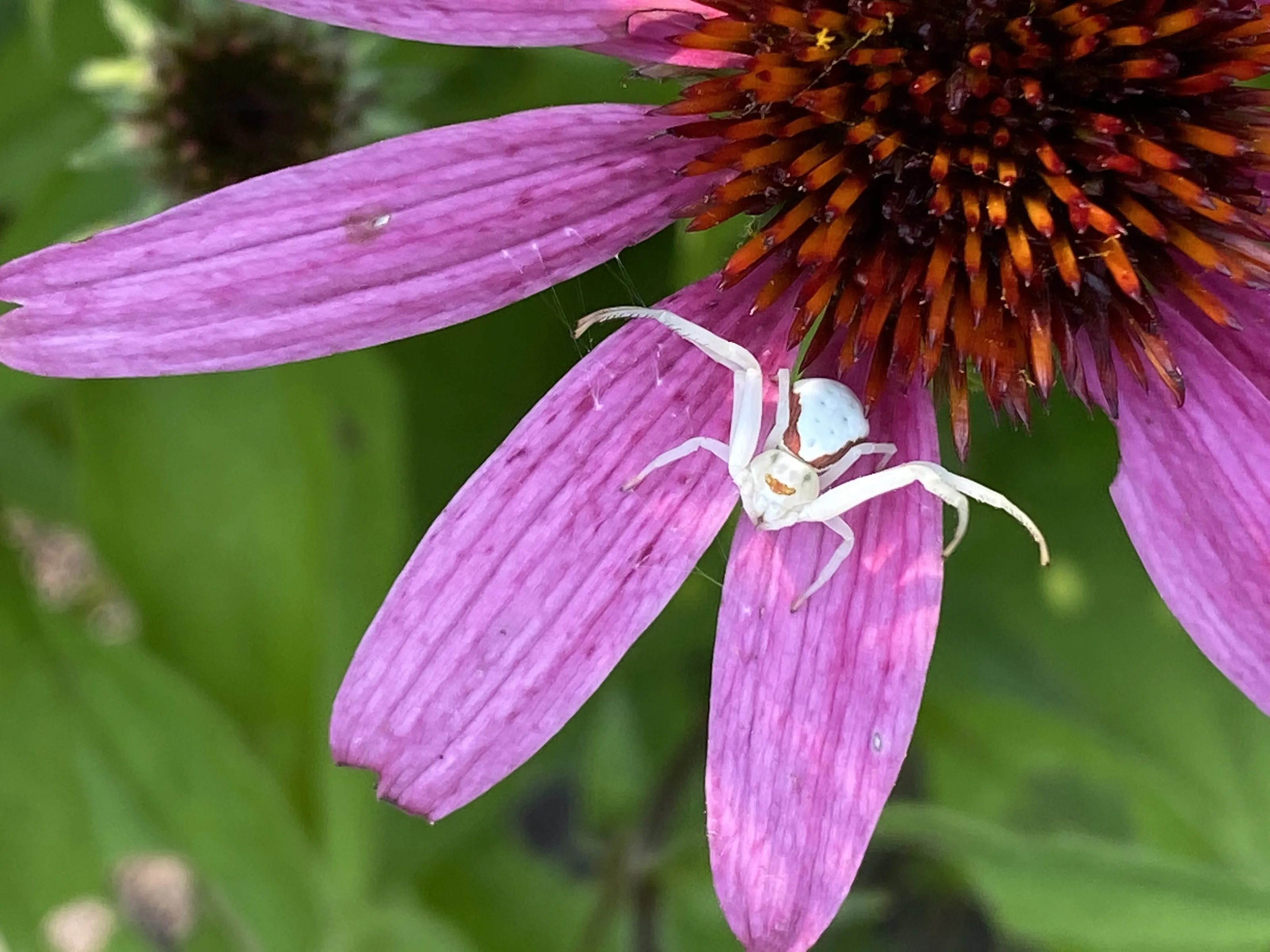 Garden Guest