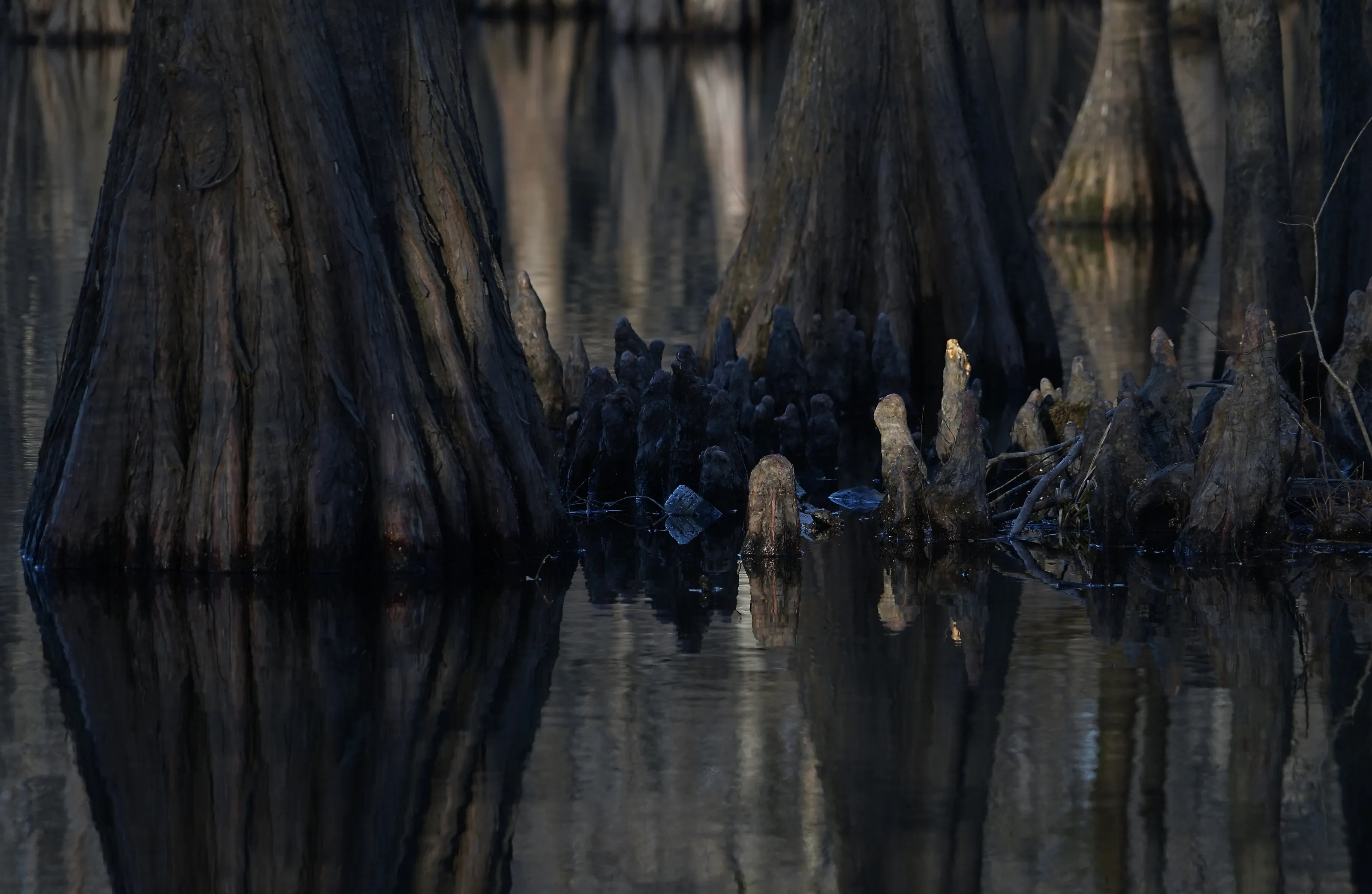 The trees in Mississippi swamp