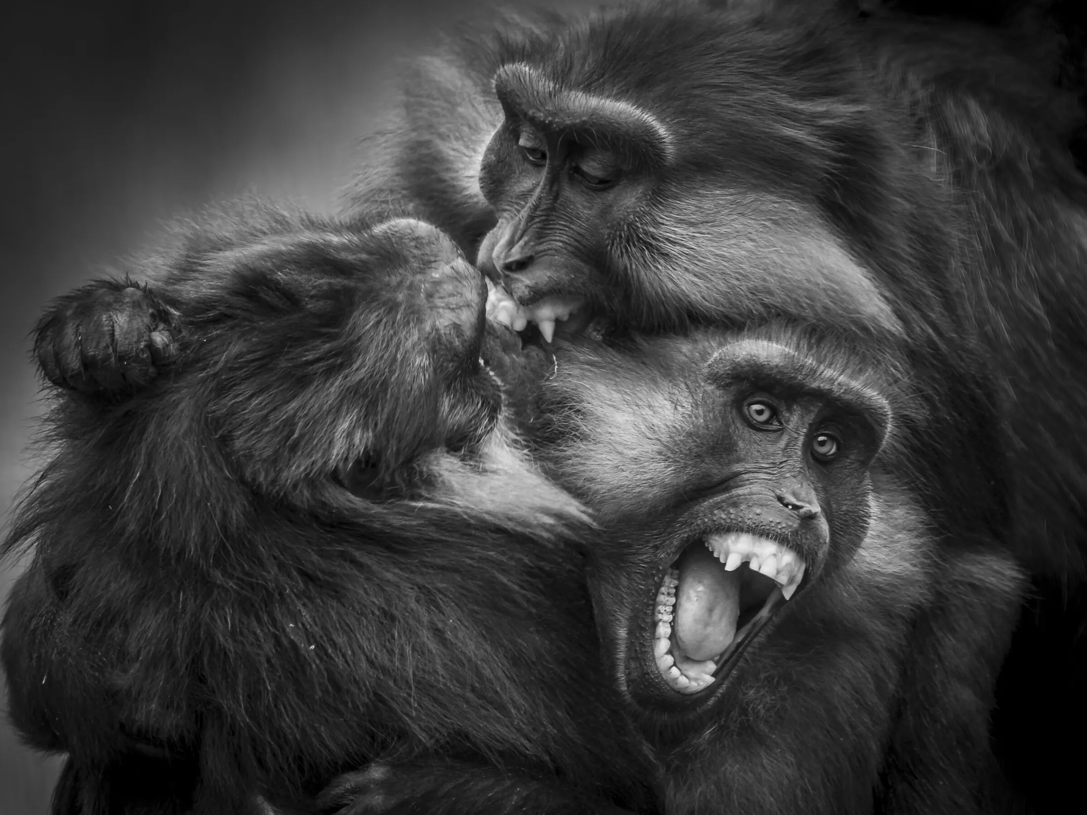 macaque
