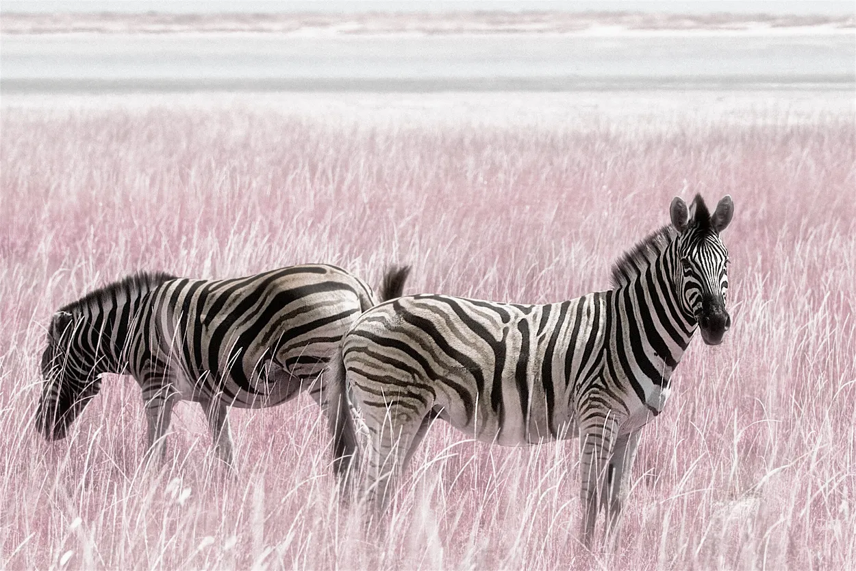 Entry 543982