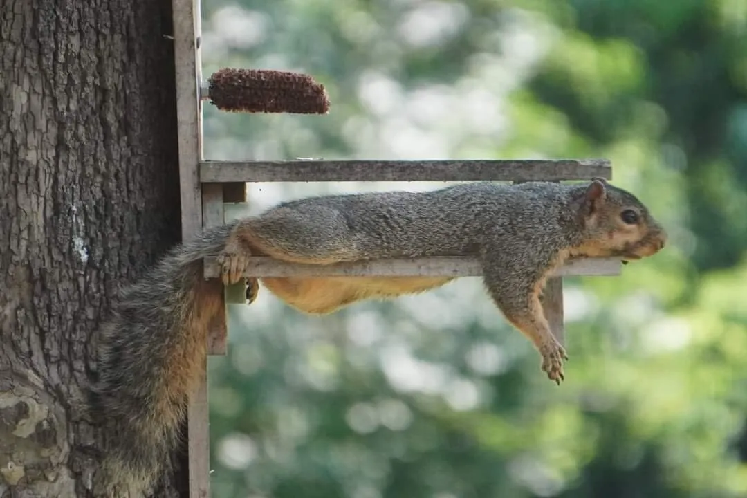 Waiting For Lunch