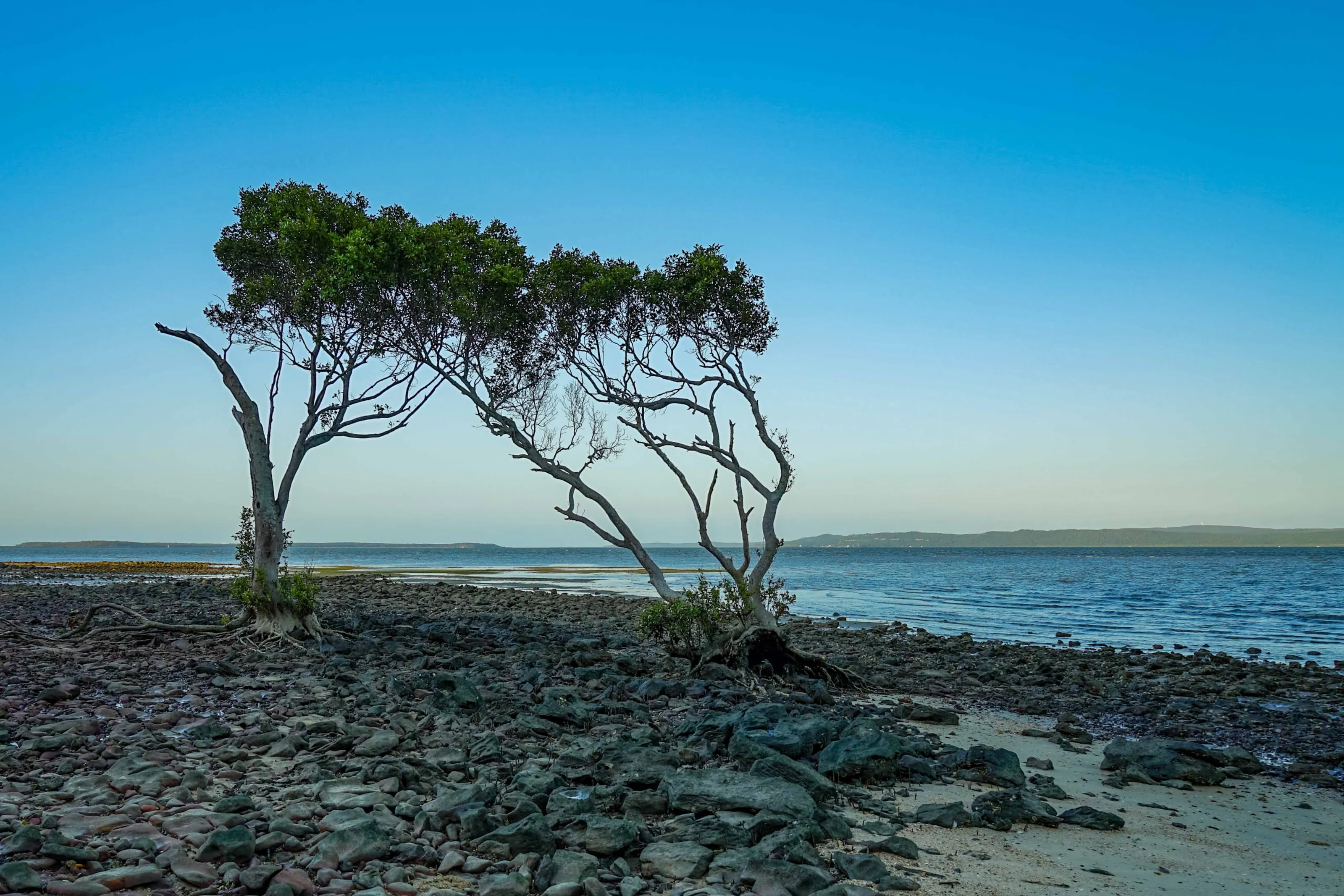 Twin mangroves