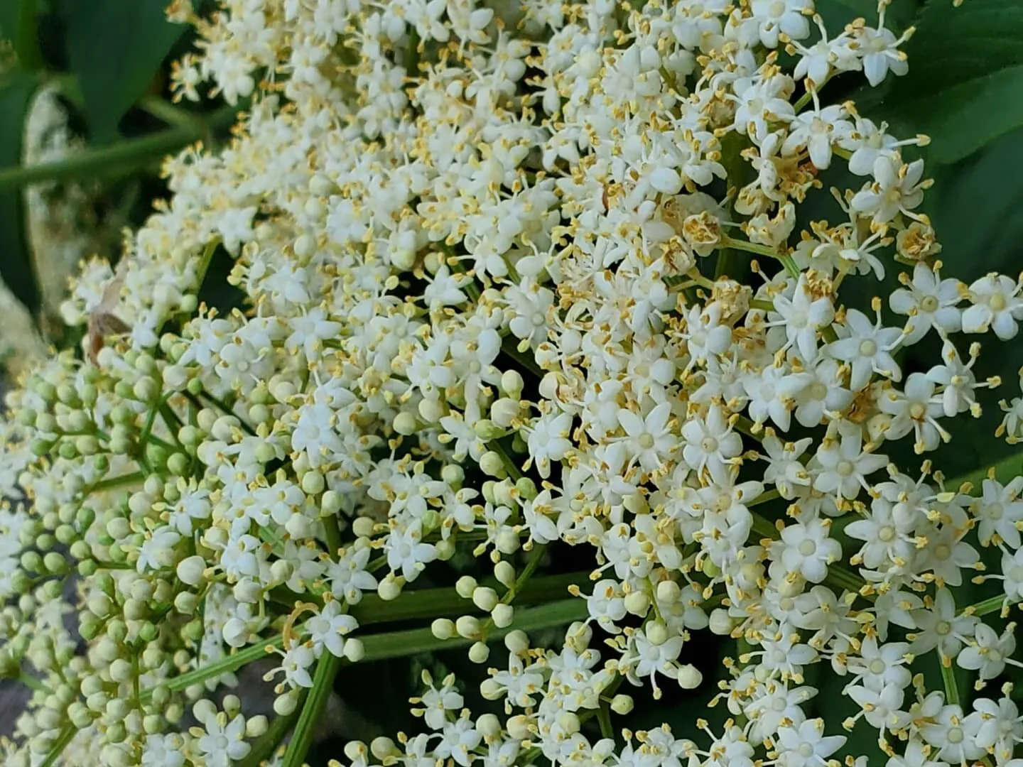 Elderberry Flower