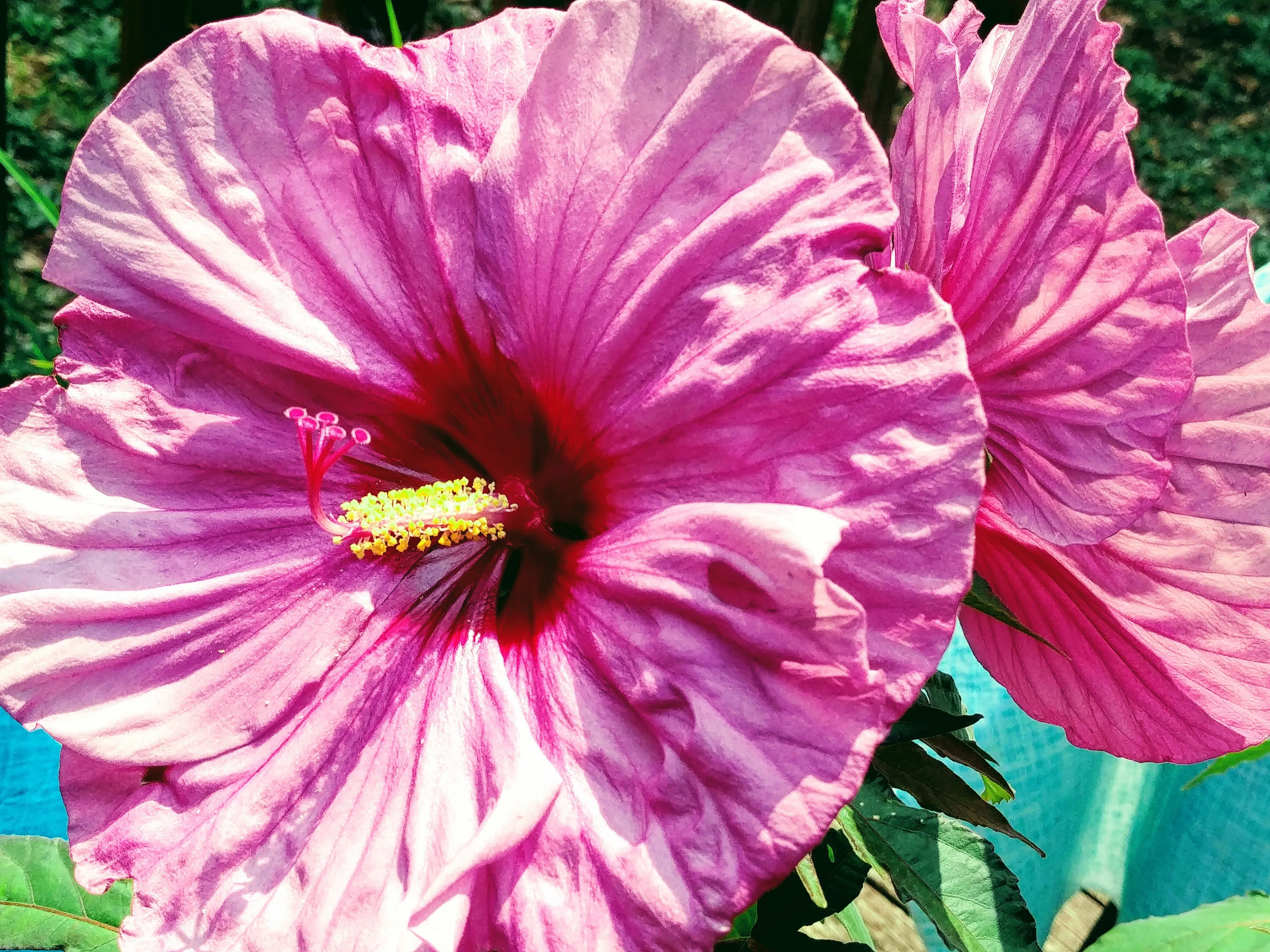 Hardy Hibiscus