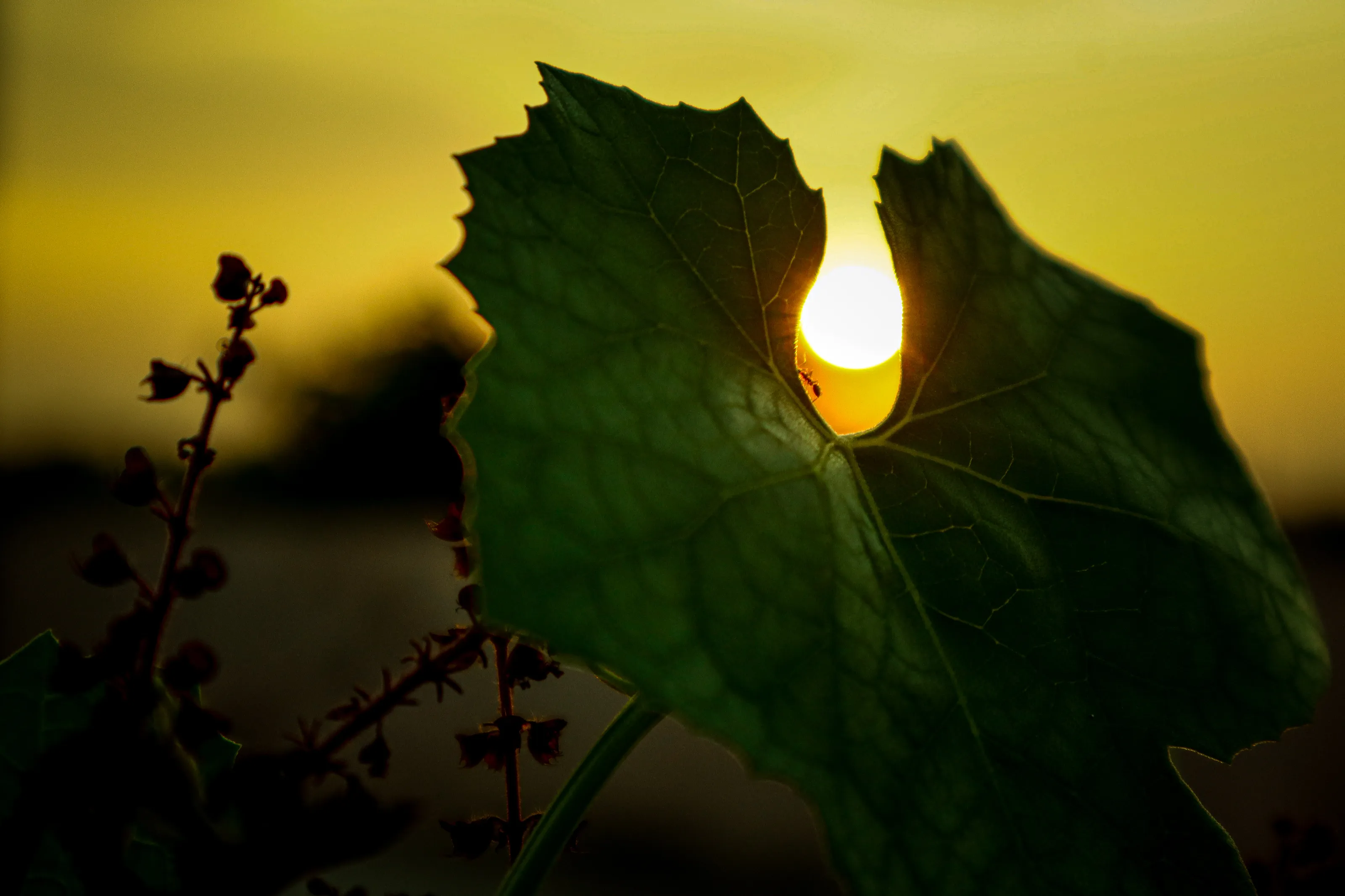 Alive sunset