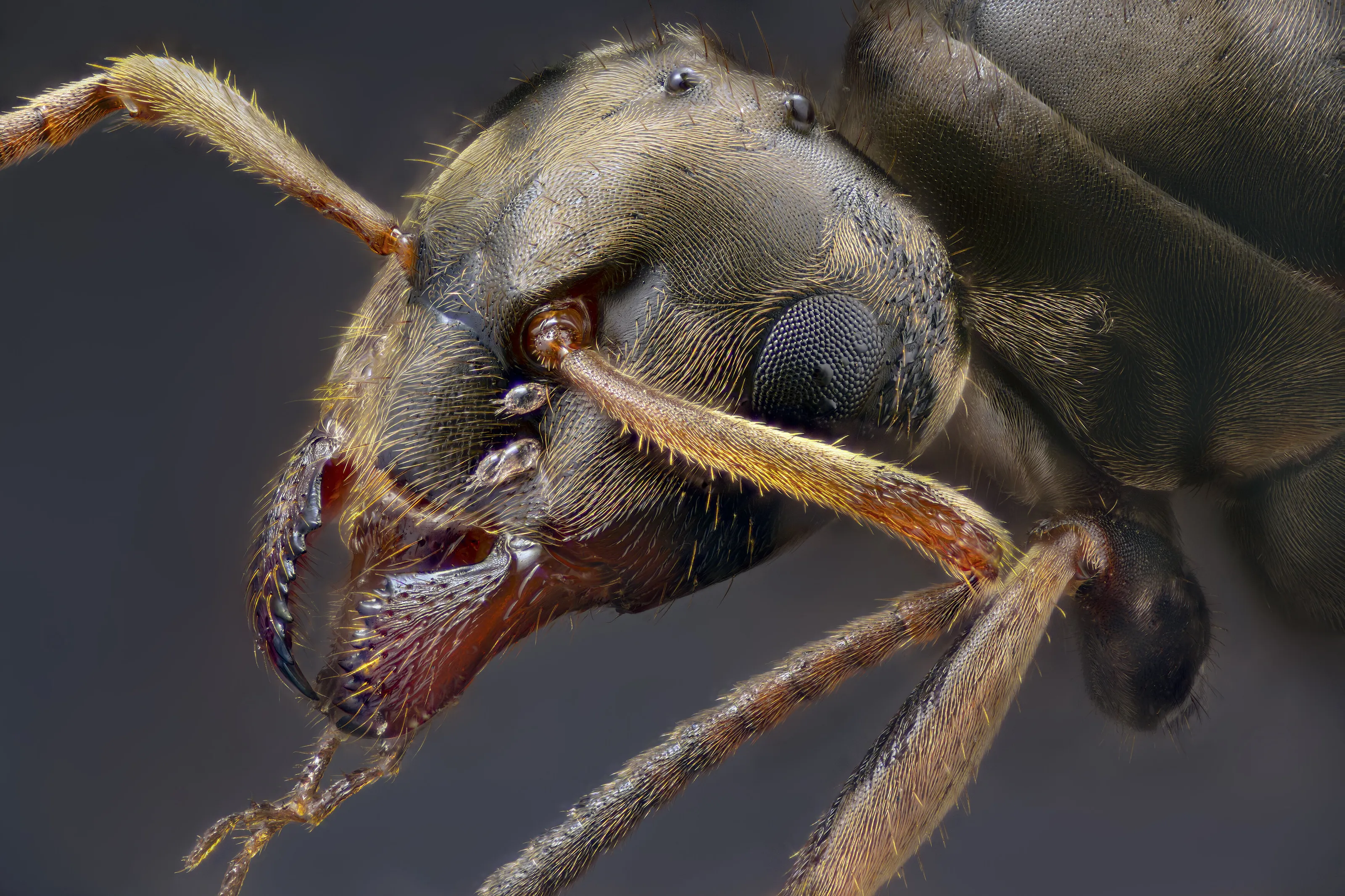Black Garden Ant with Mites (Lasius niger)