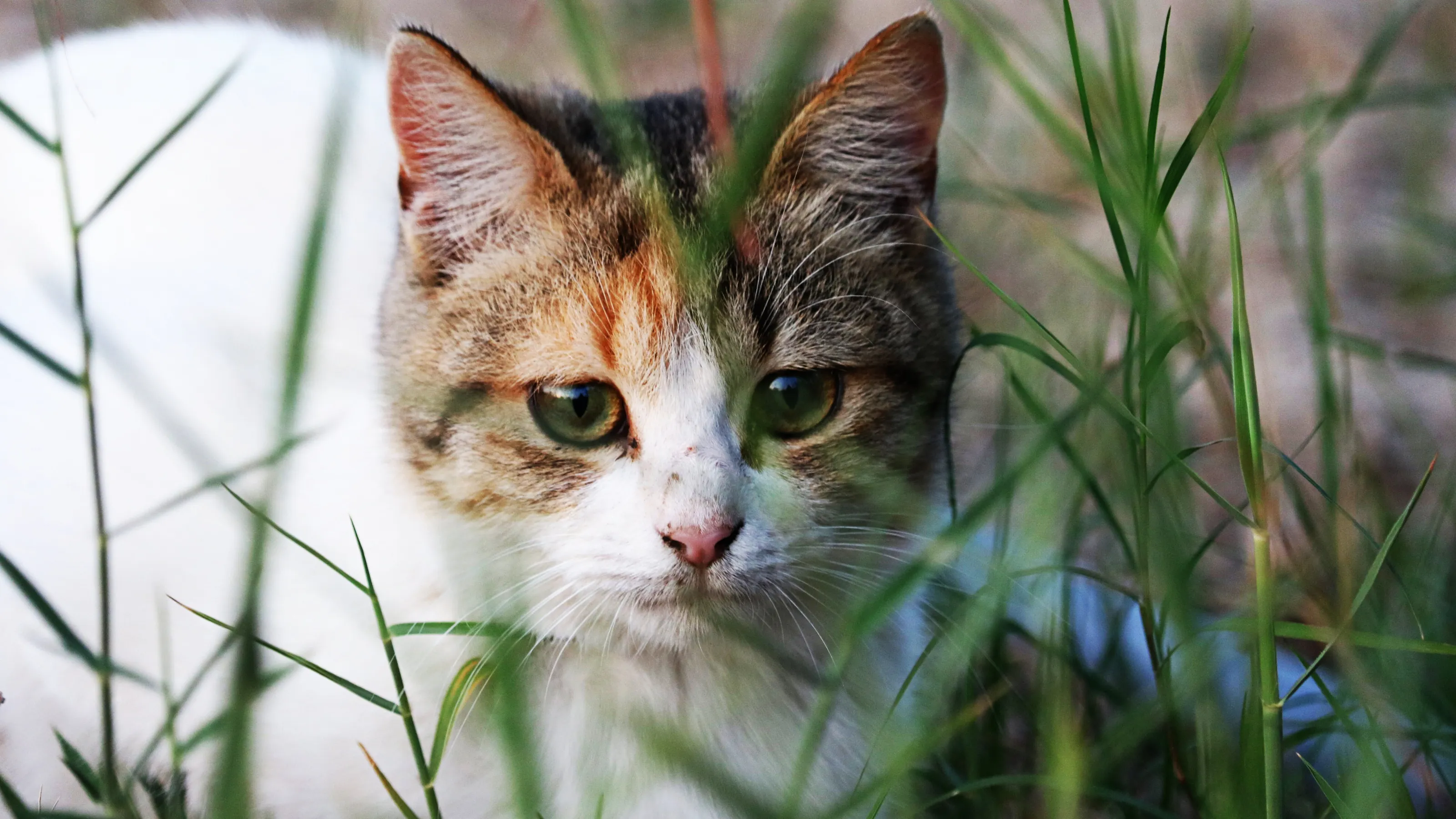 Saudi Farm Cat