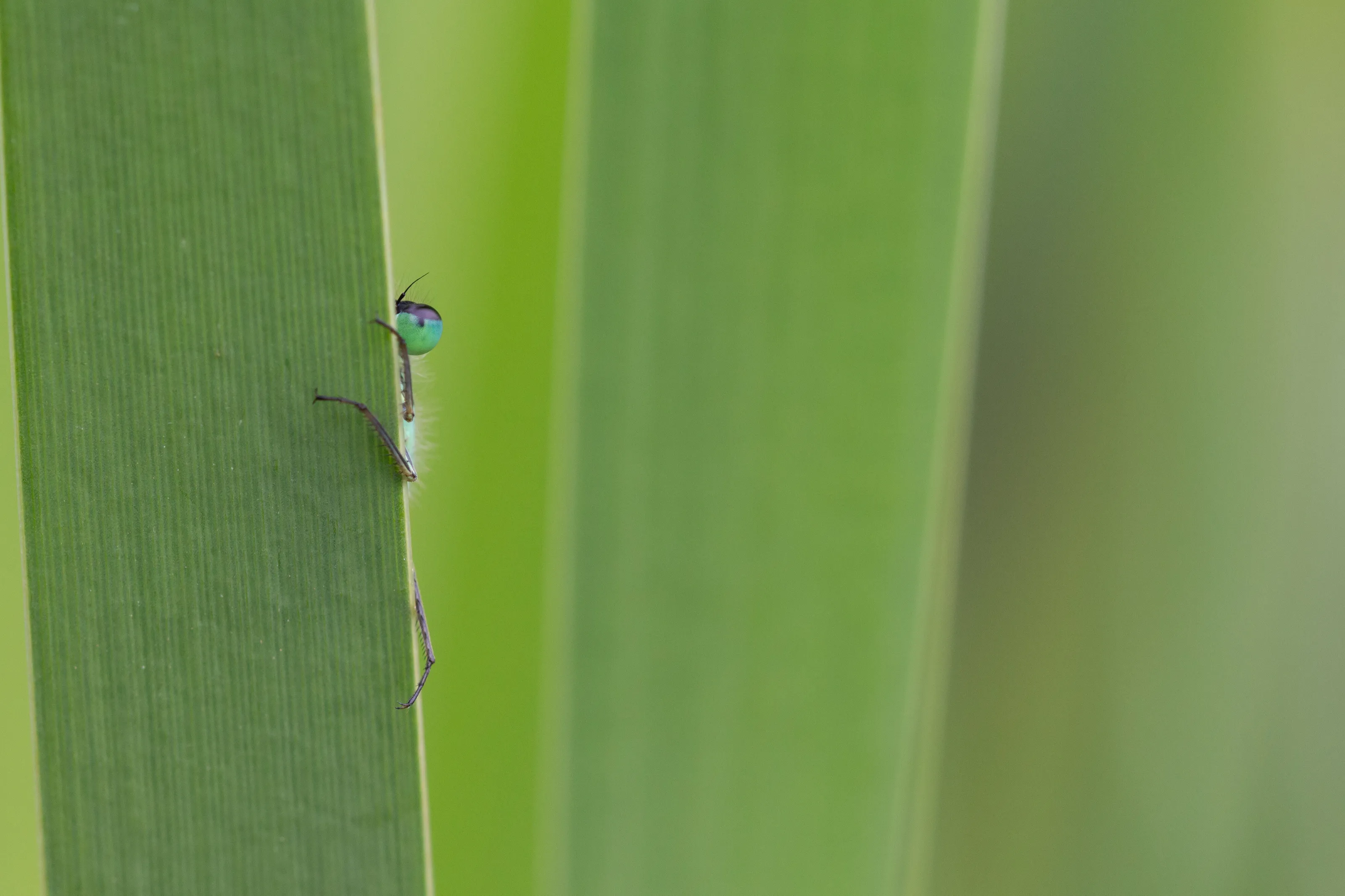 Shy Damselfly