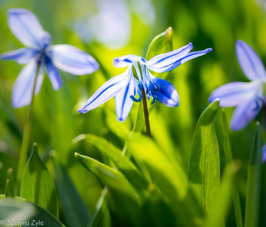 Among the grass