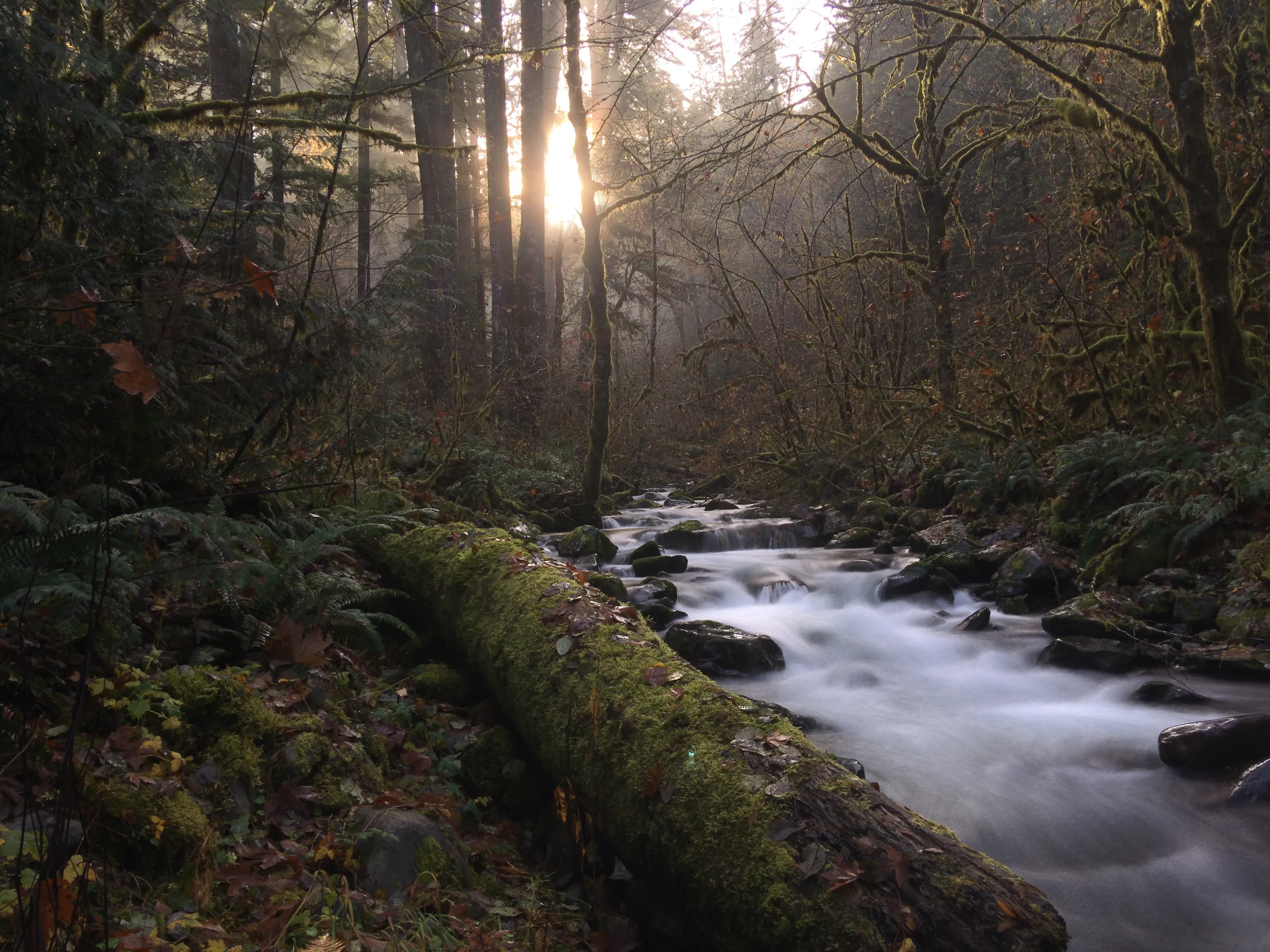 A Morning Walk Along a Secluded Creek