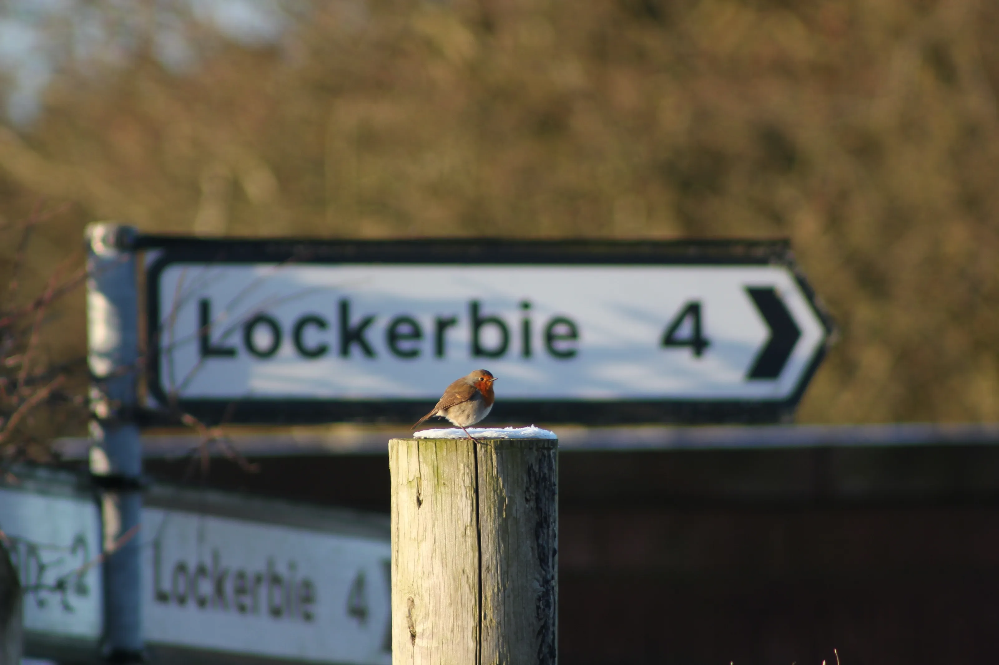 Early Bird