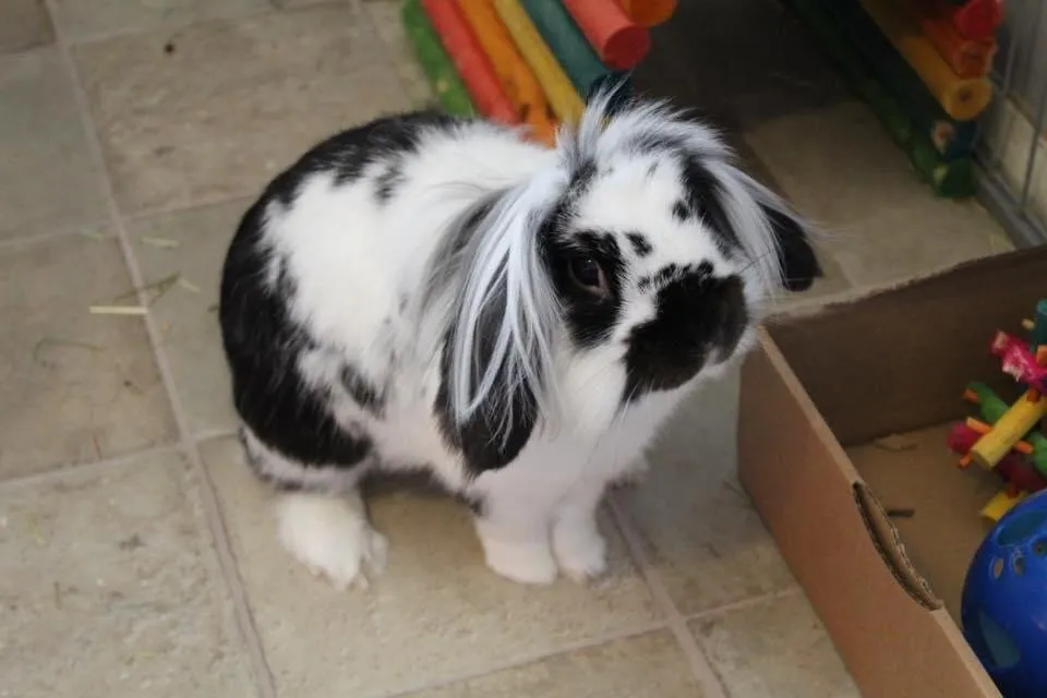 Frankie