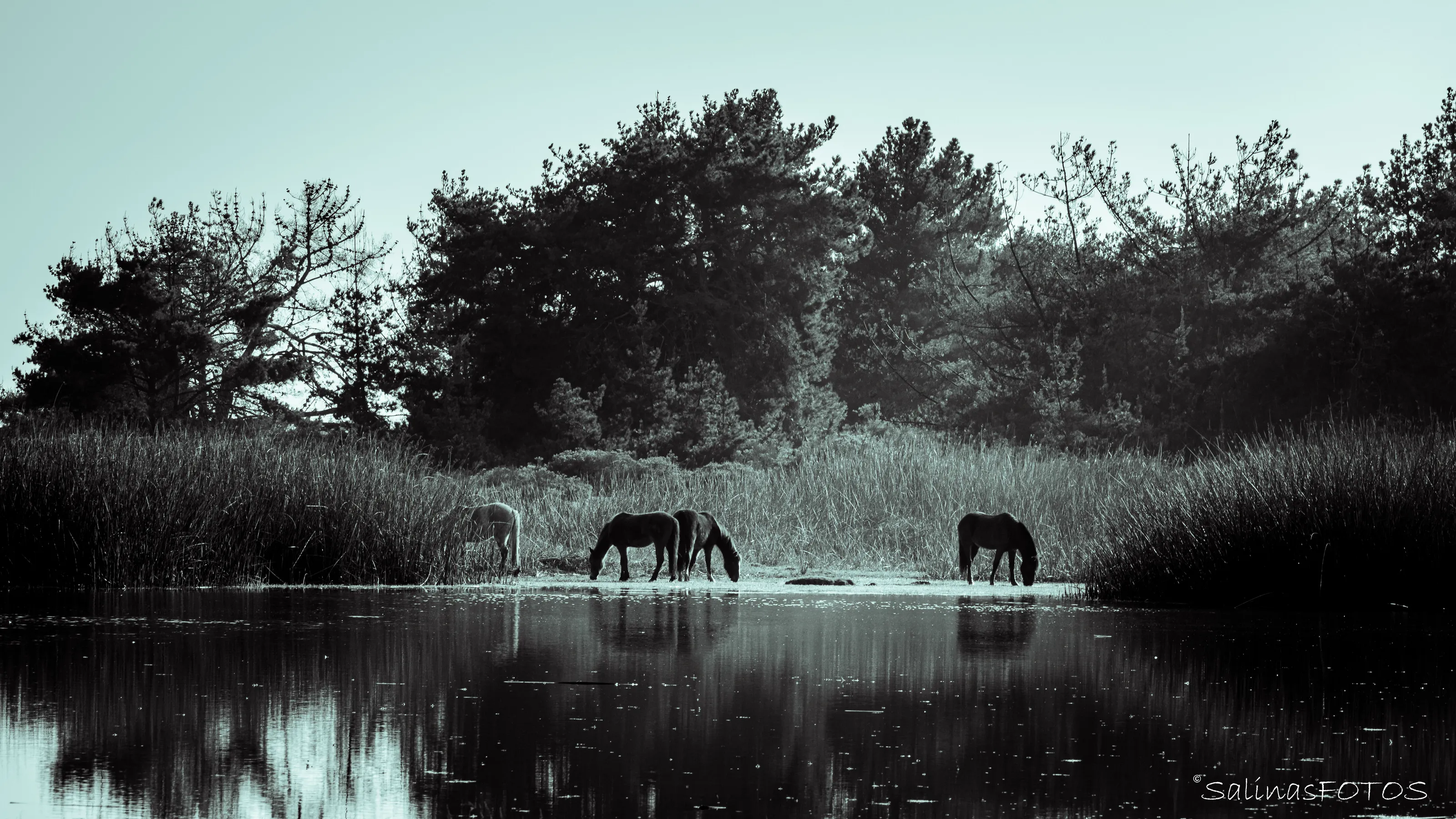 Horses