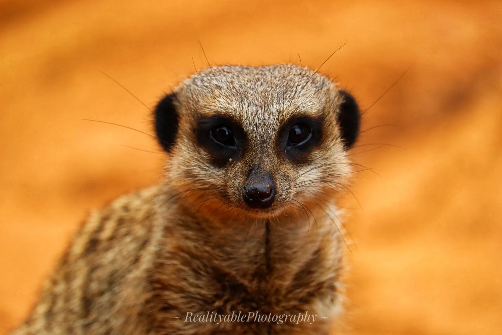 Meerkat Wonders