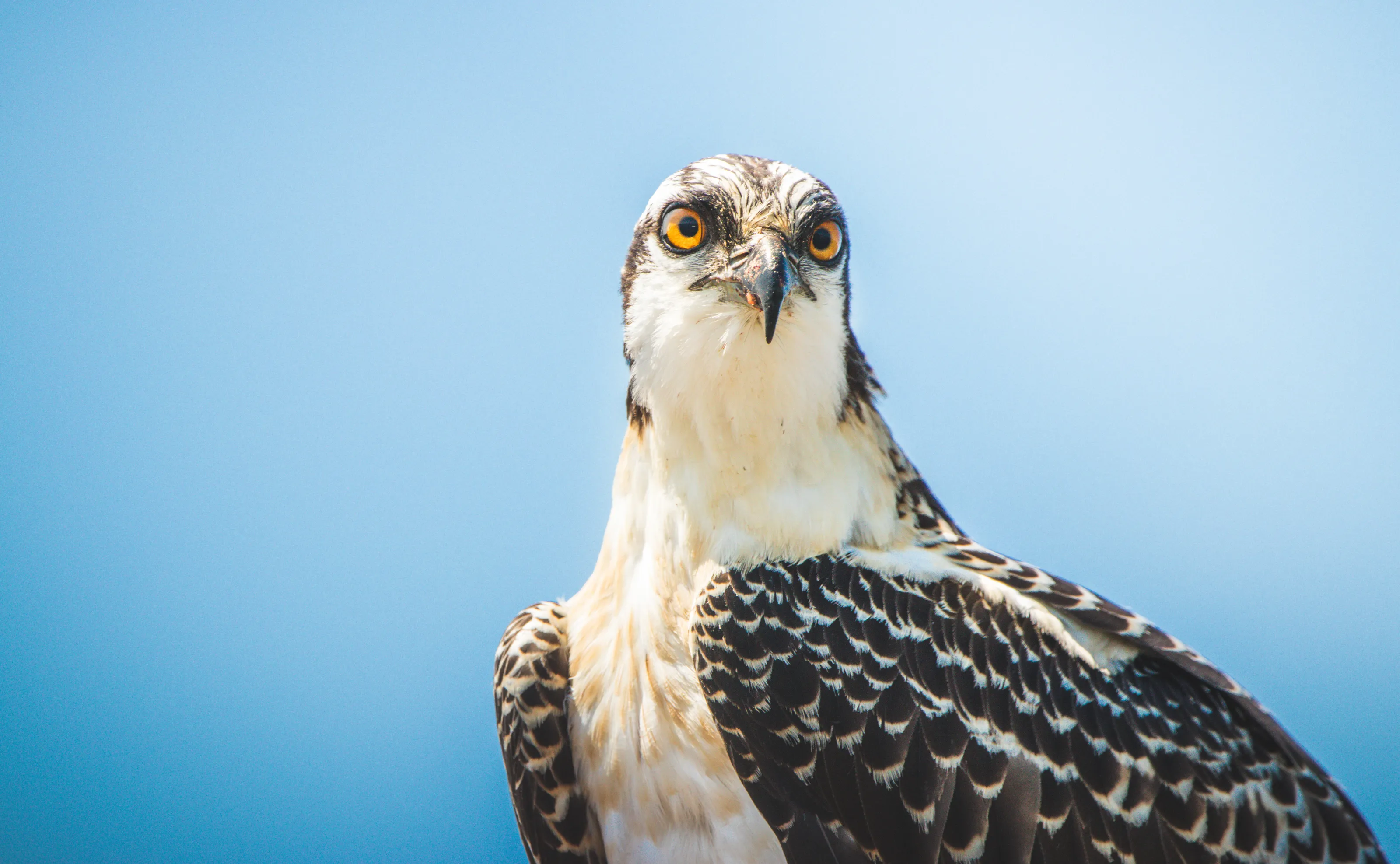 Young Osprey