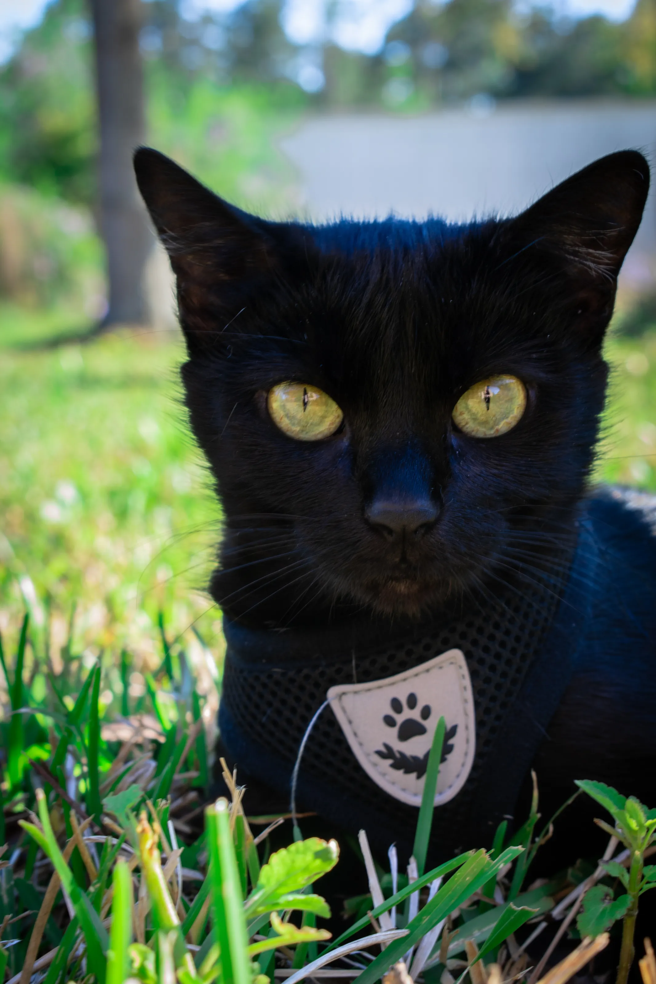 The Black Cat