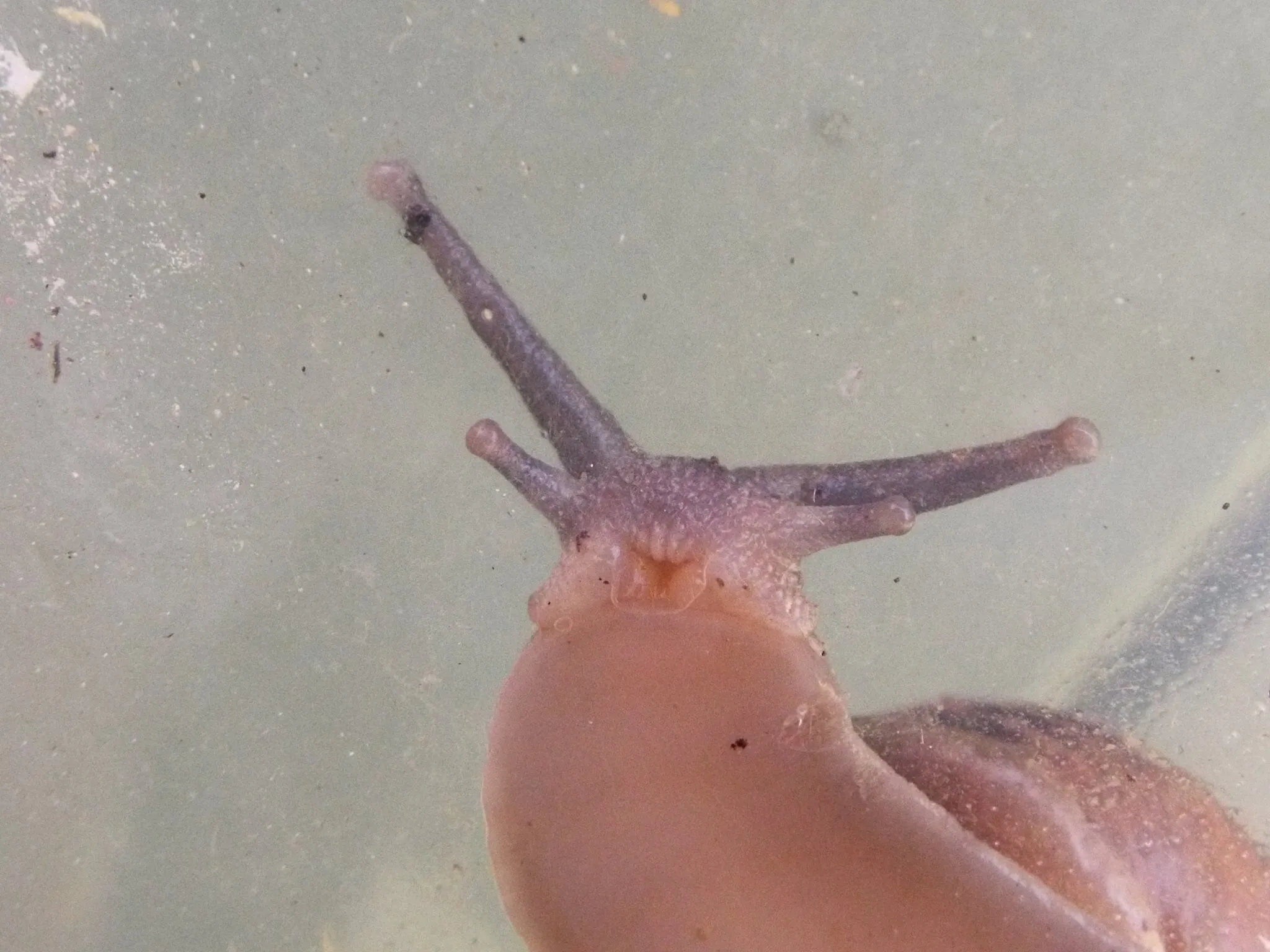 Gary the Snail smiling