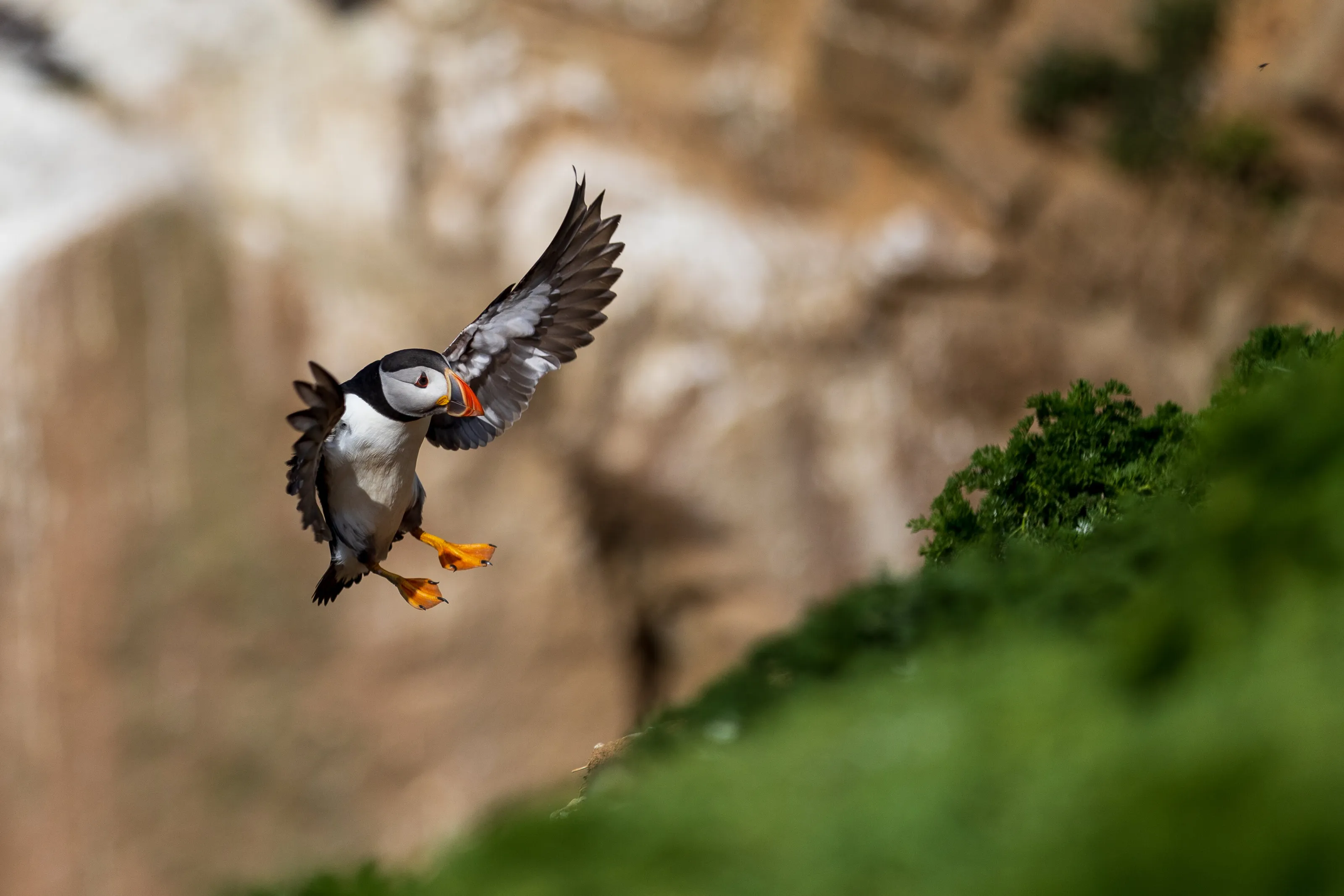 Atlantic Puffin incoming
