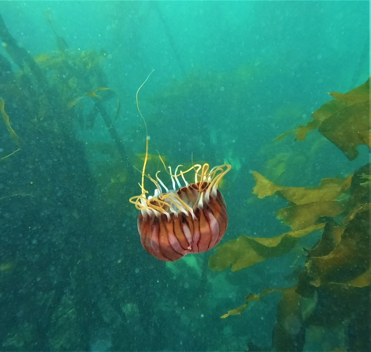 Lonely Jellyfish