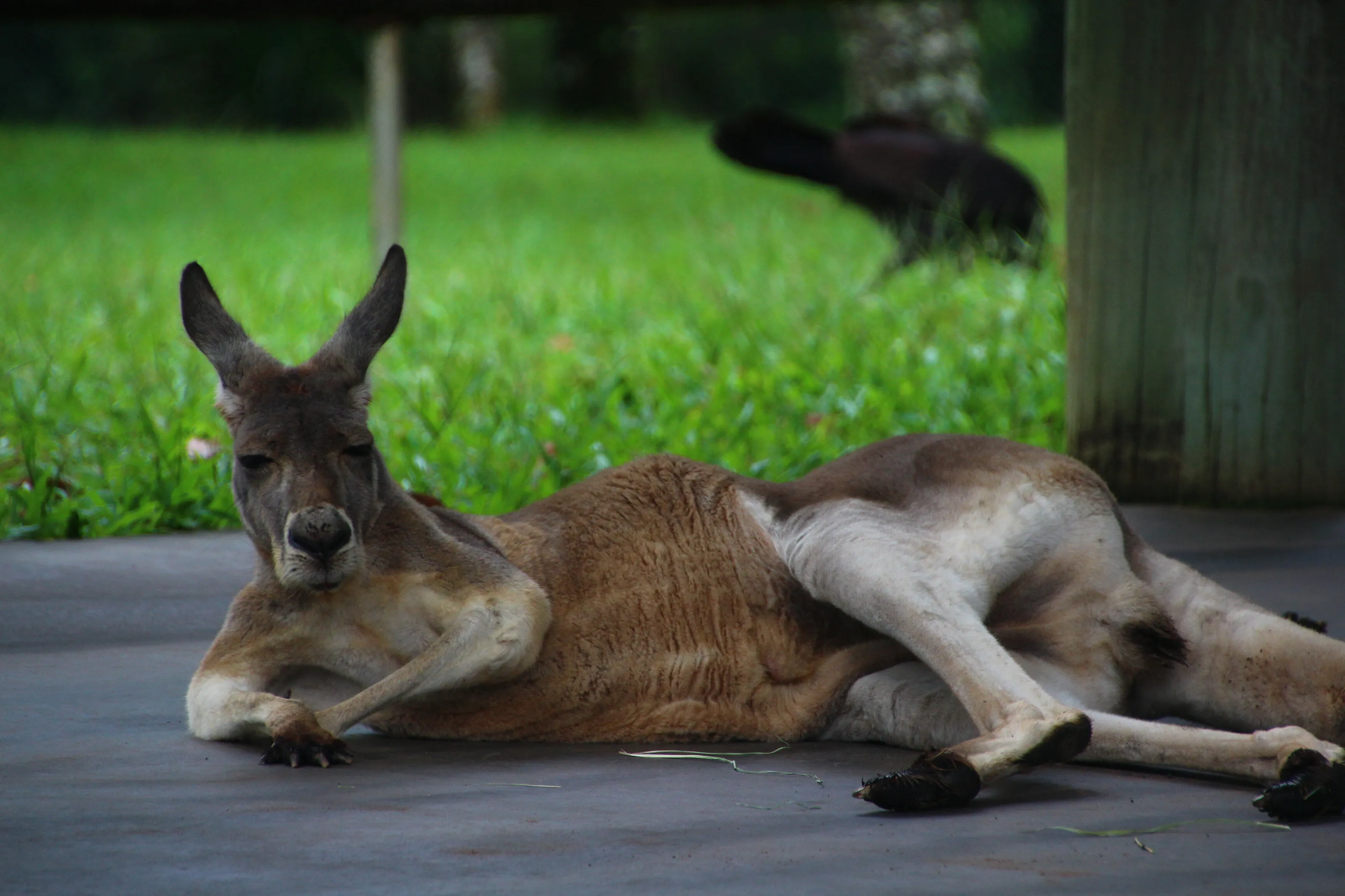 Australia