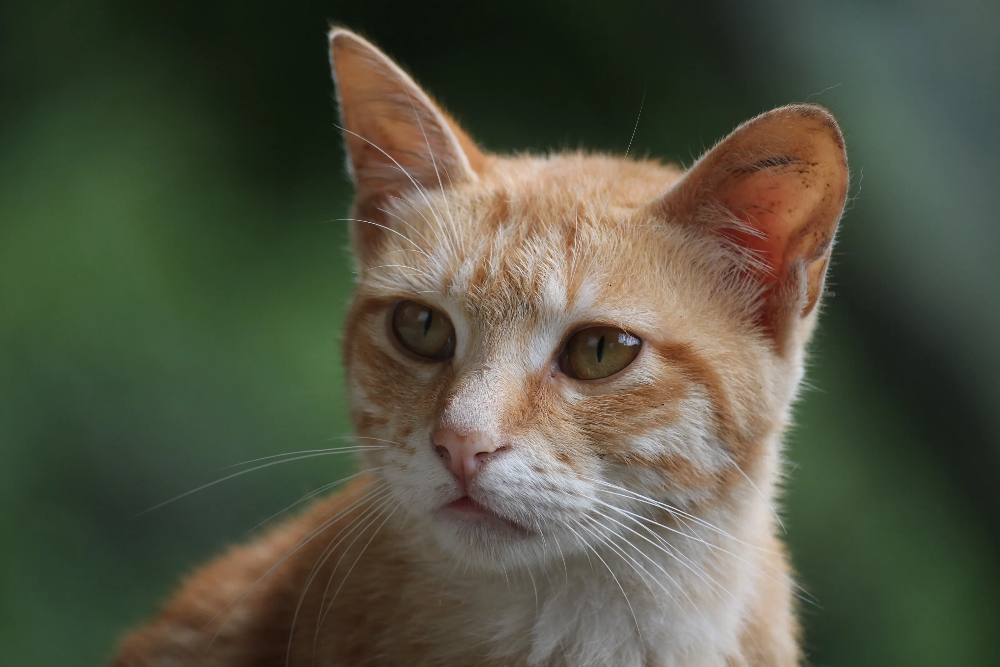 Cat-Who are you looking at?
