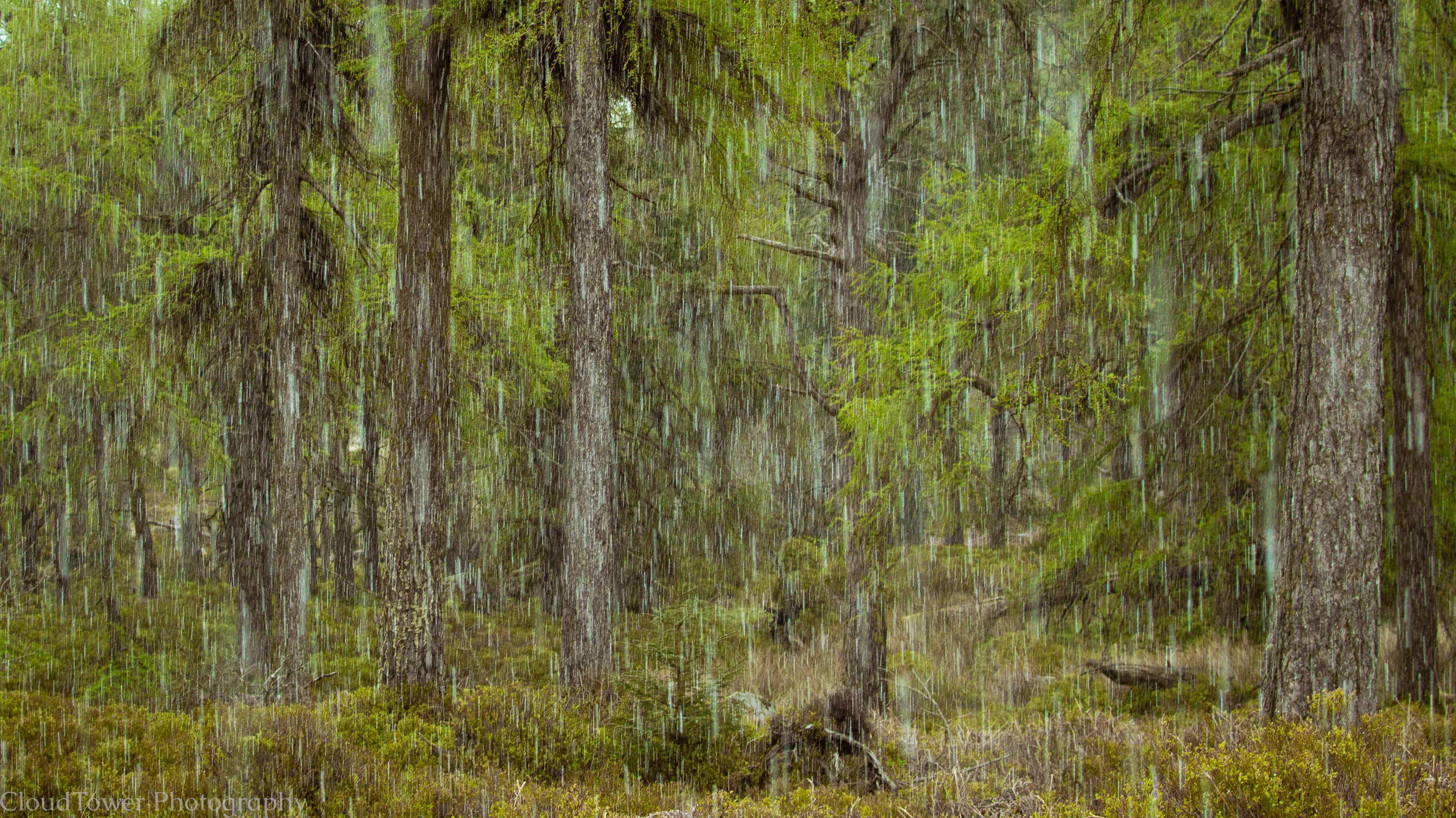 Woodland in a hail storm