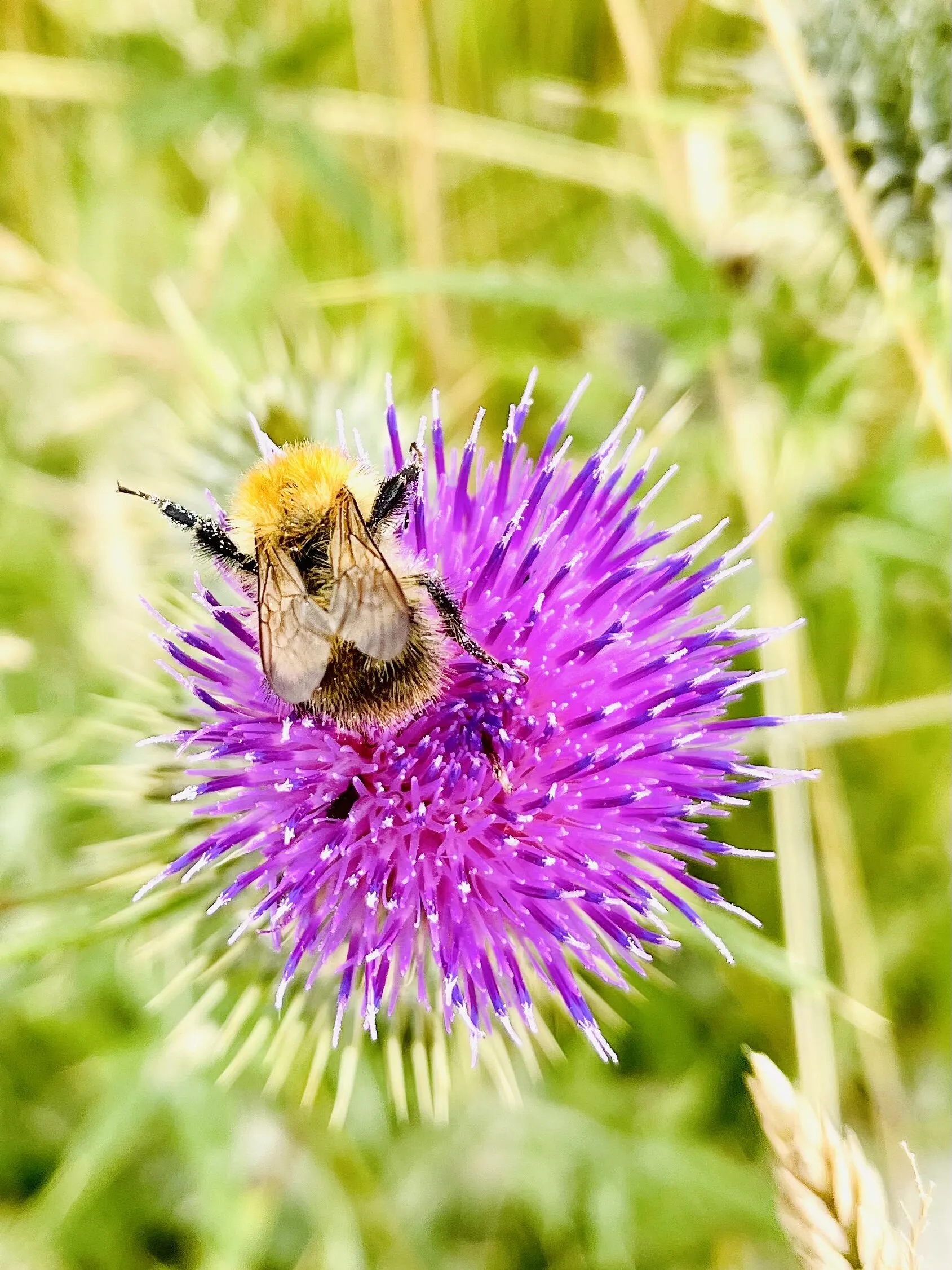 Bumbling busy bumble
