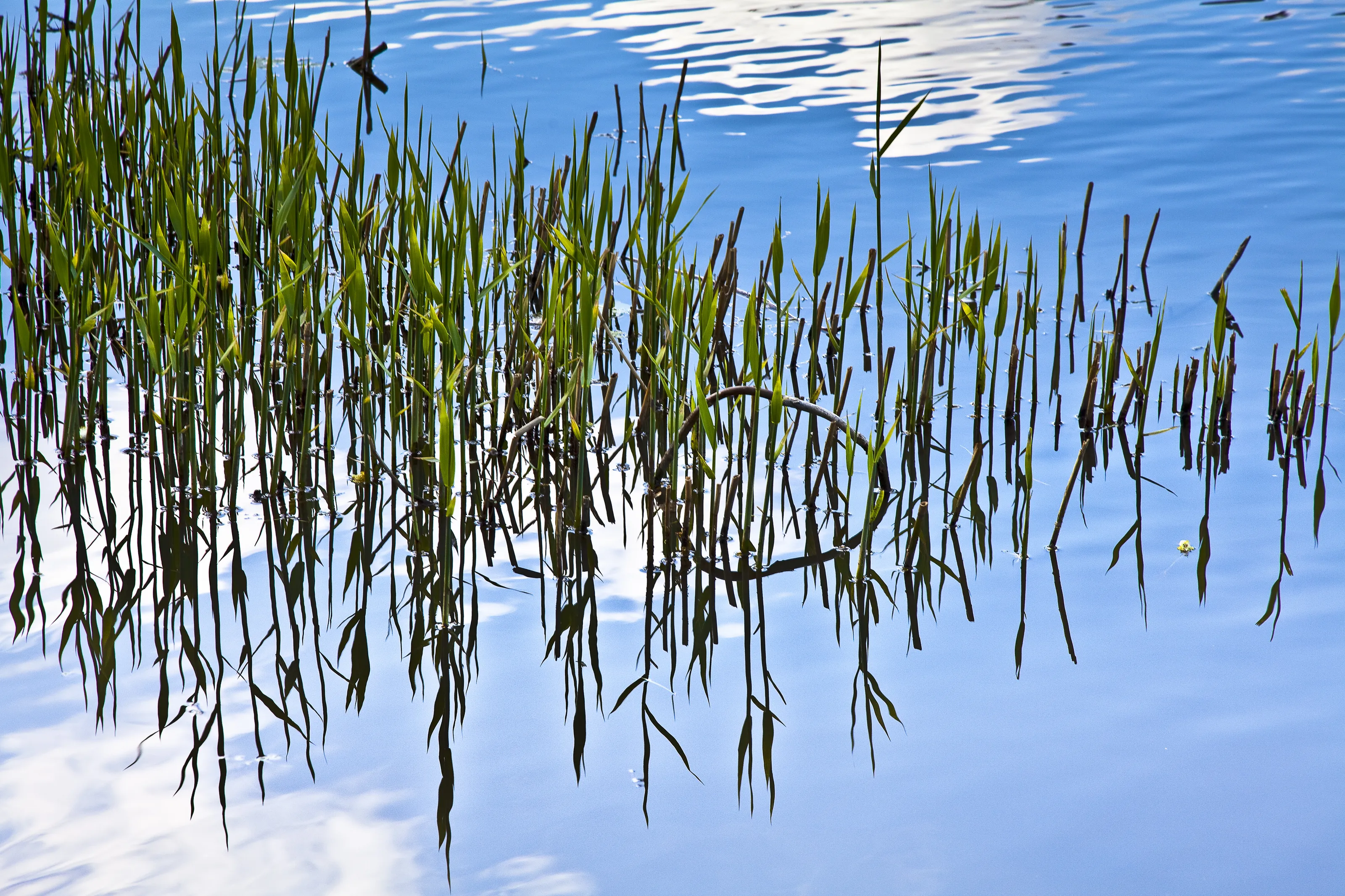 Reflection