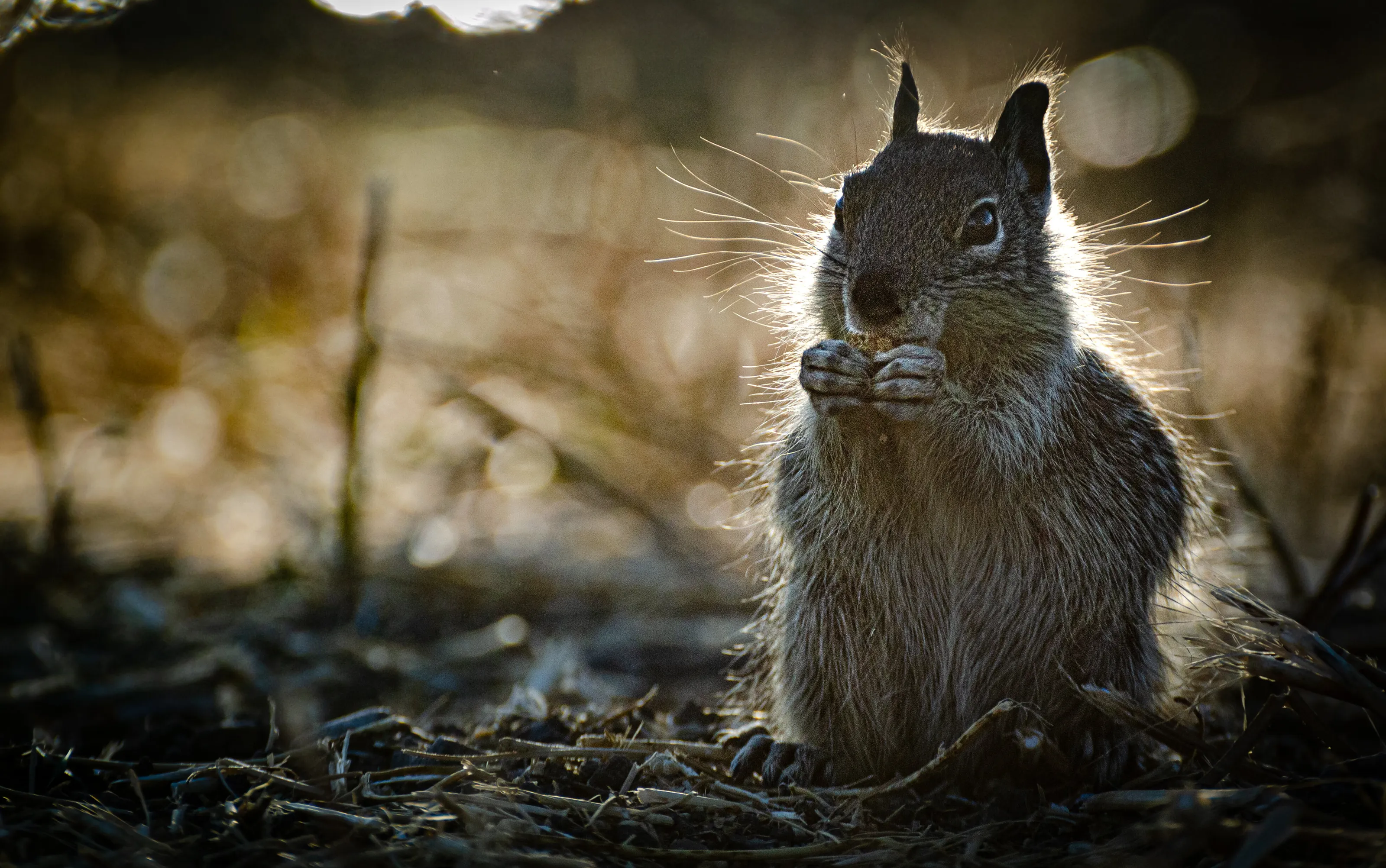 California ground squirrel munching on lunch of front of the afternoon sun