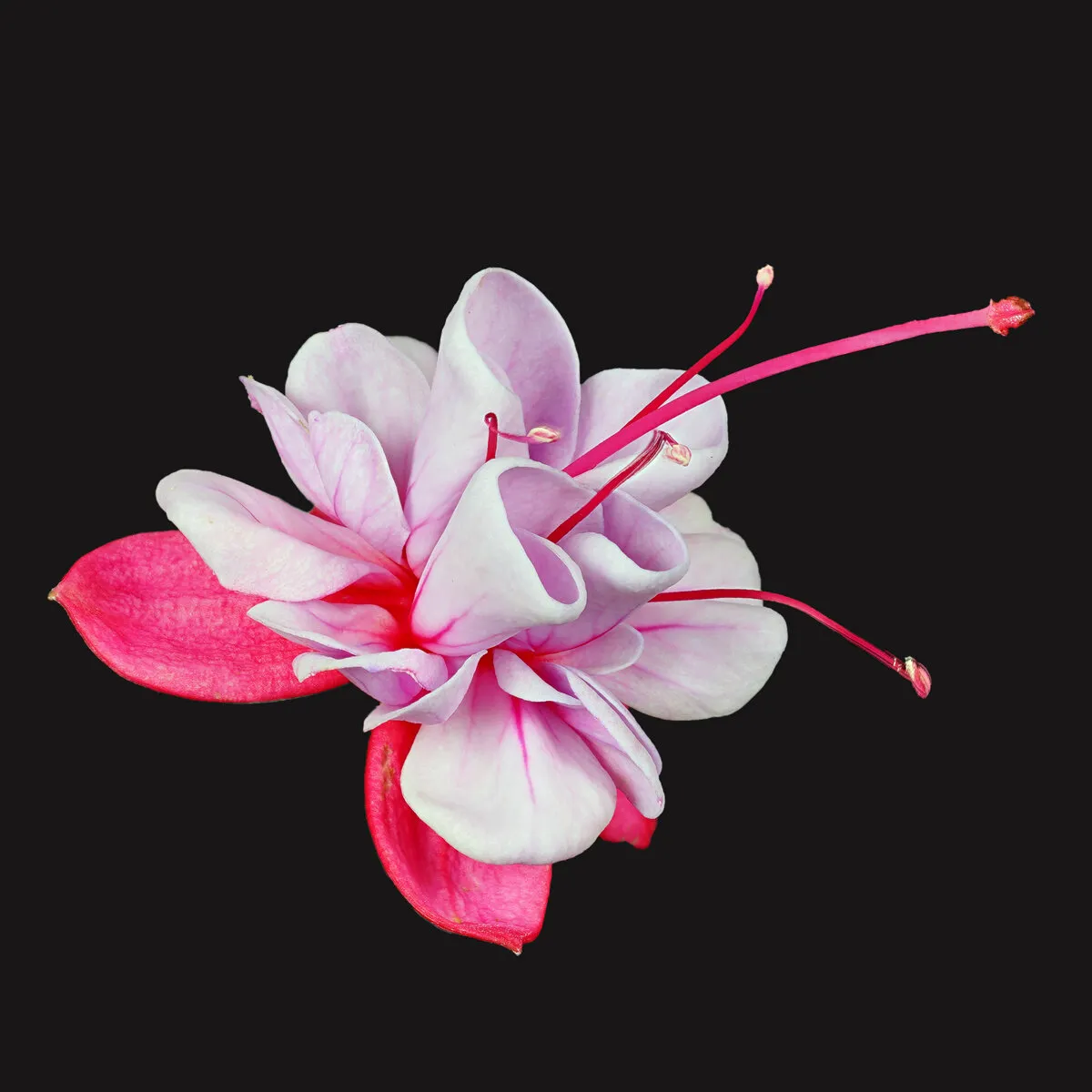Entry 10184462
