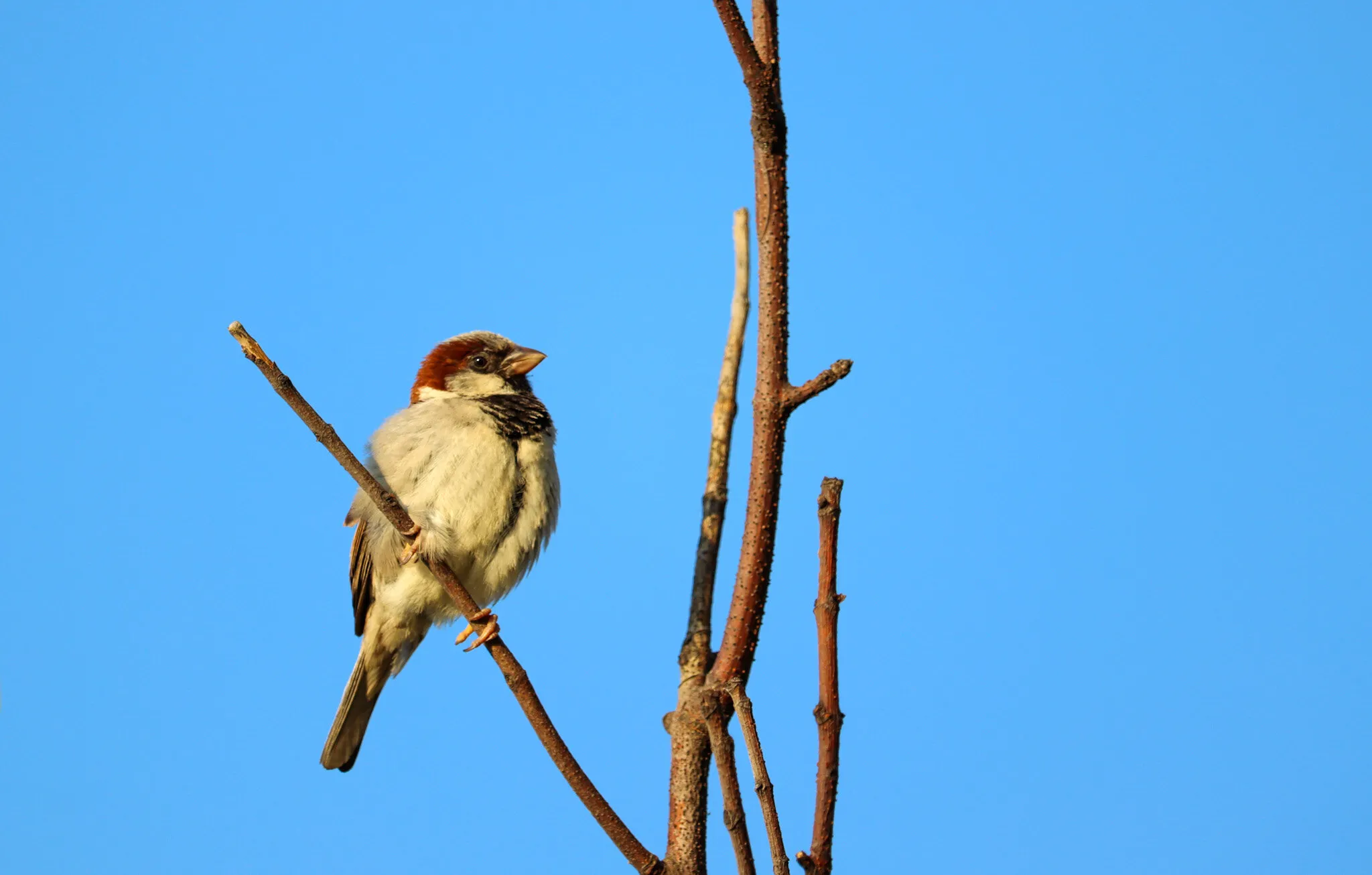 House sparrow
