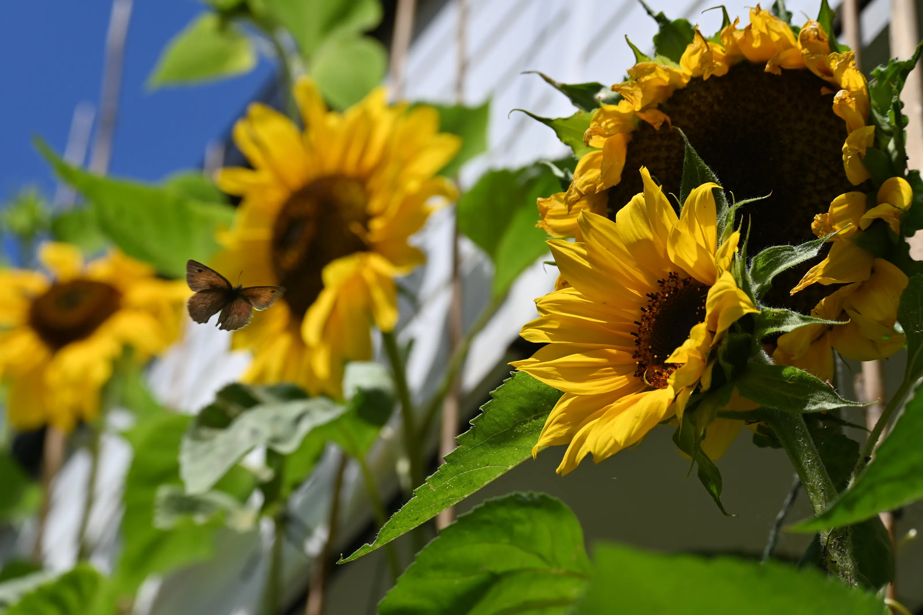 Butterfly in the sunflowers