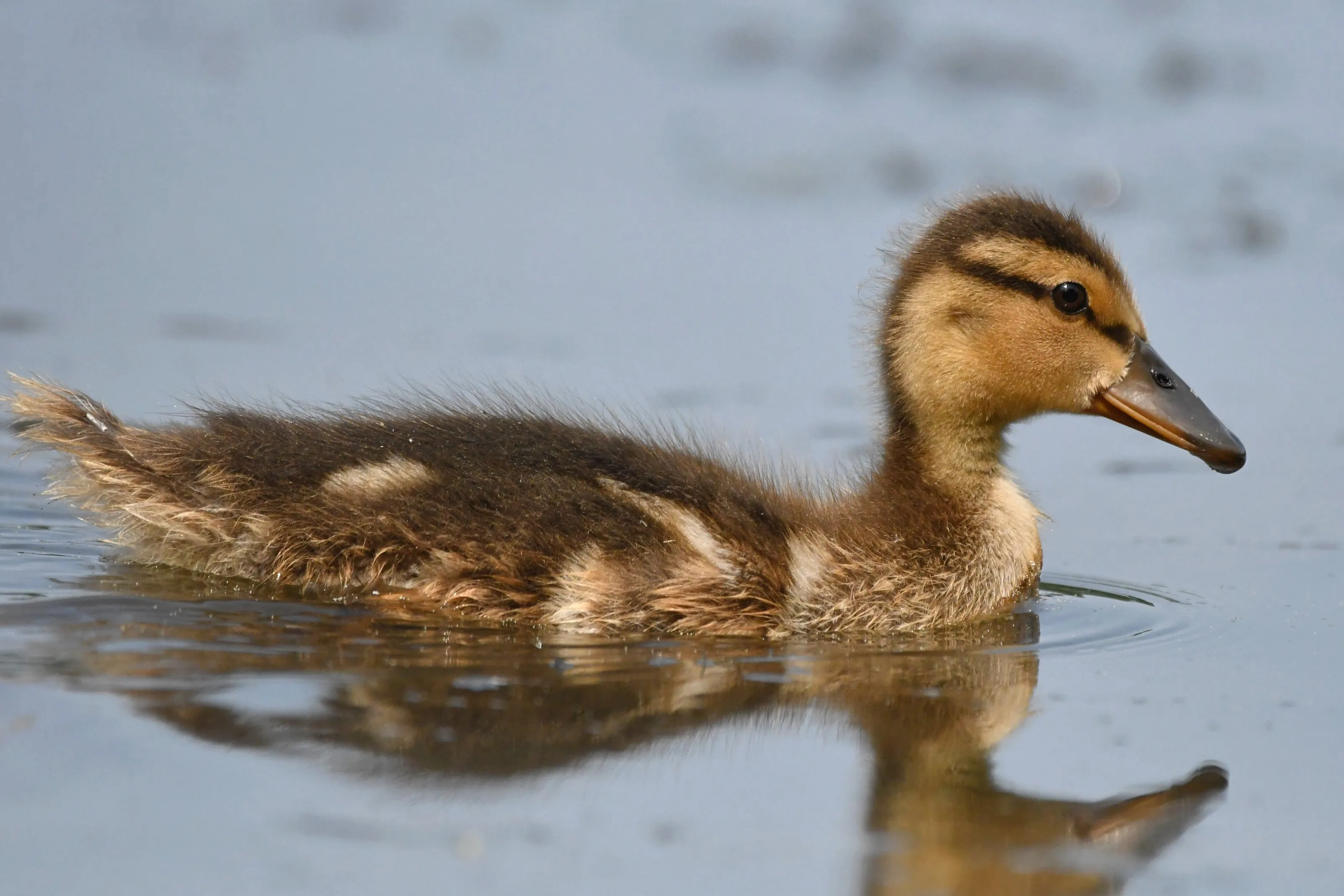 Fluffy baby
