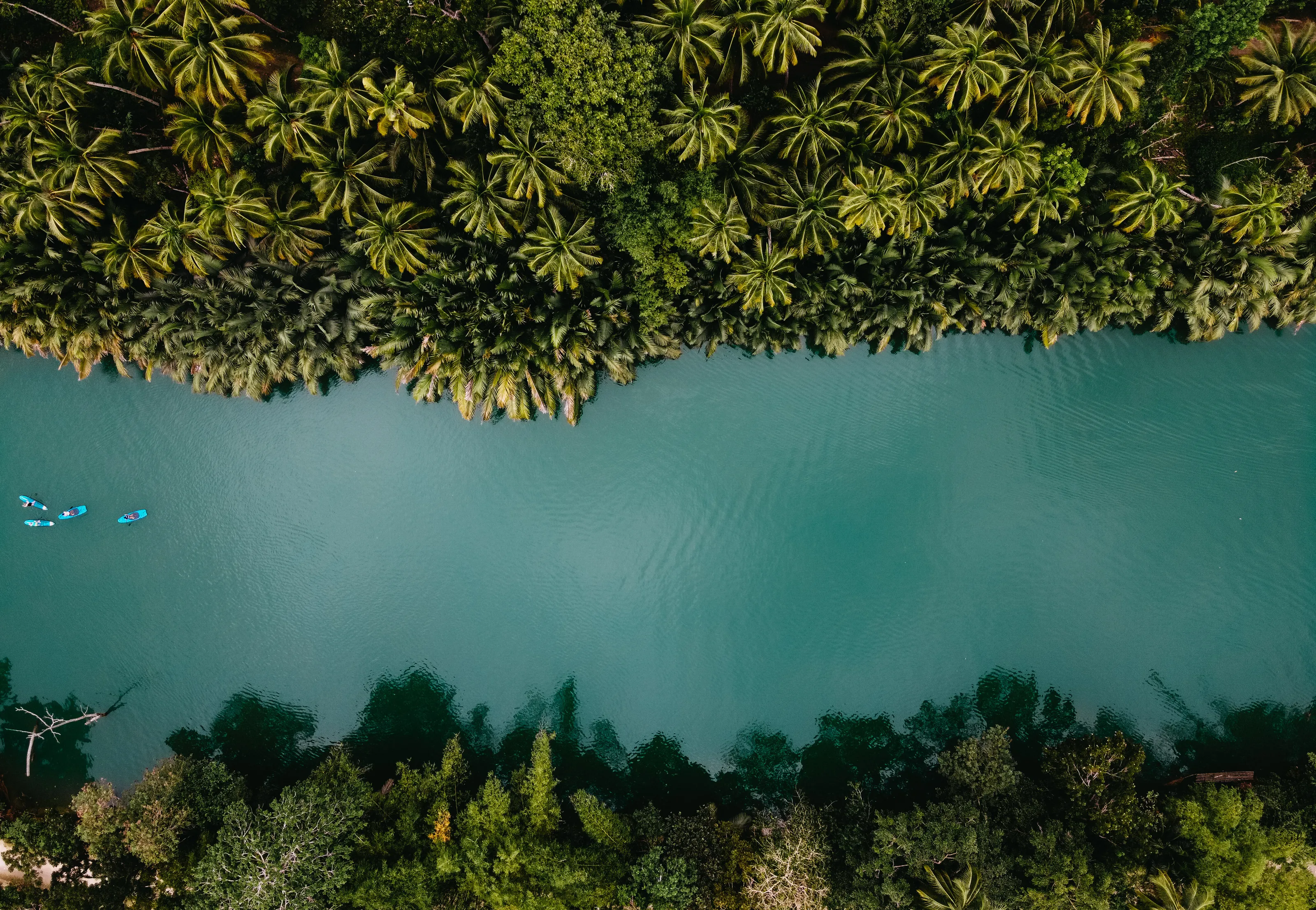 River in the Jungle