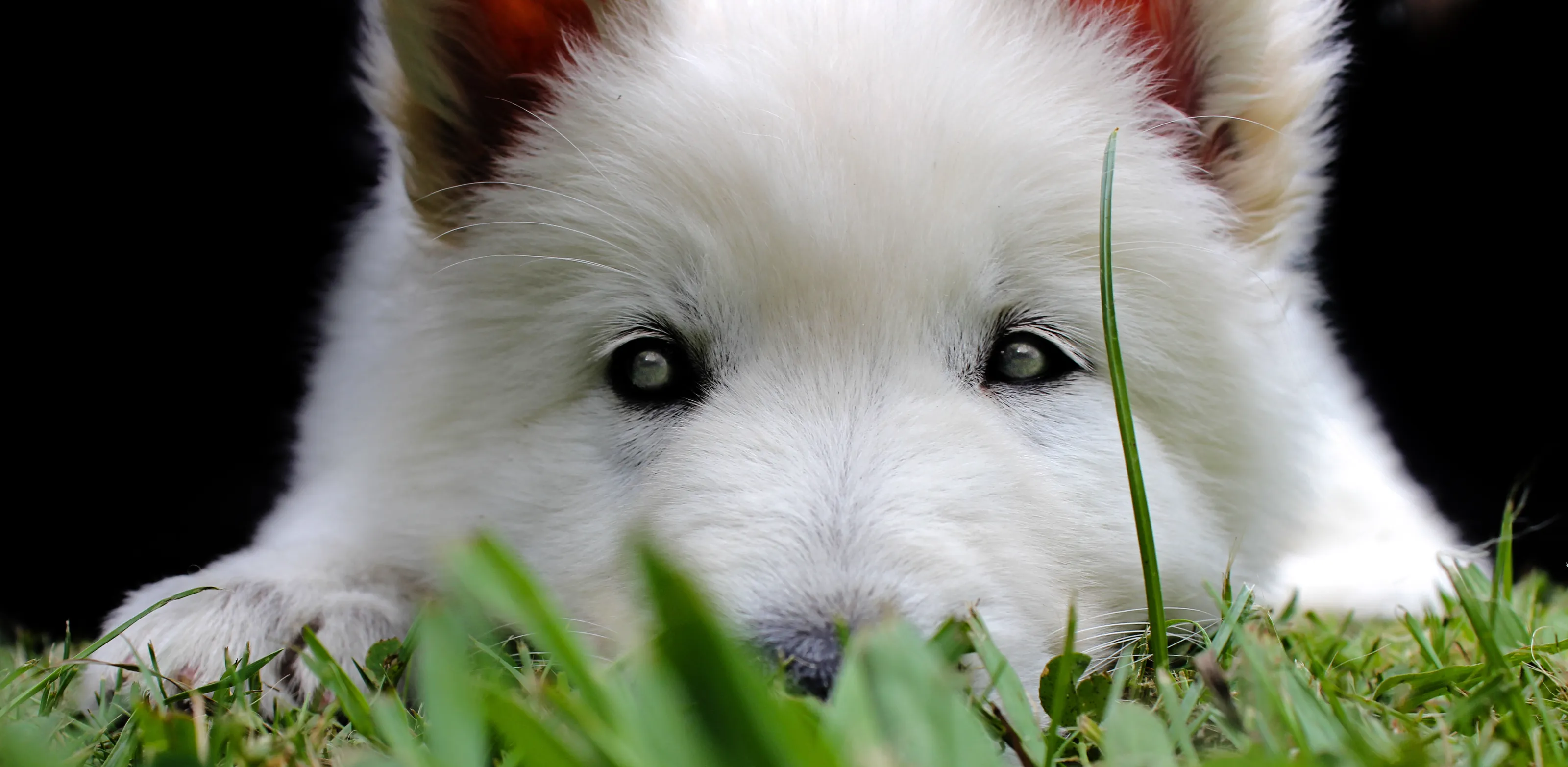 From a Puppy’s Perspective