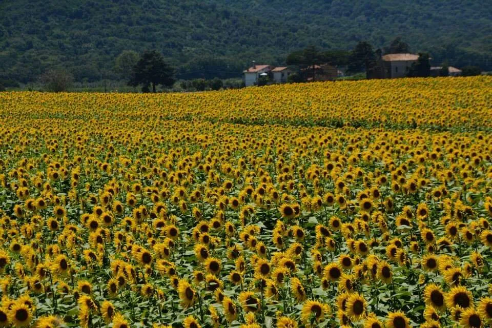 Sunflowers