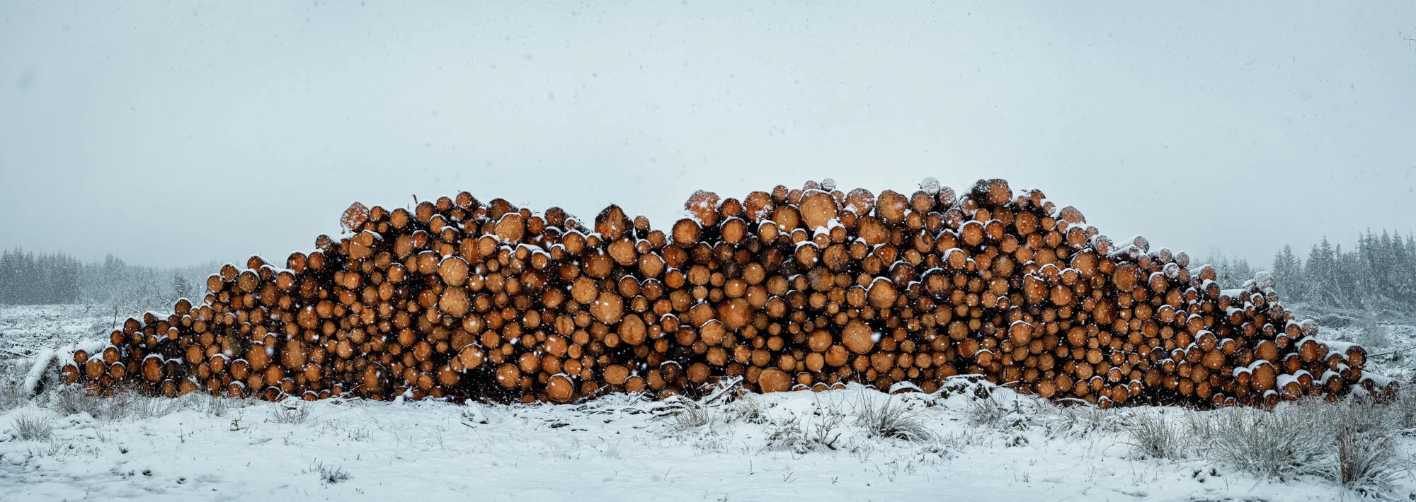 Firewood