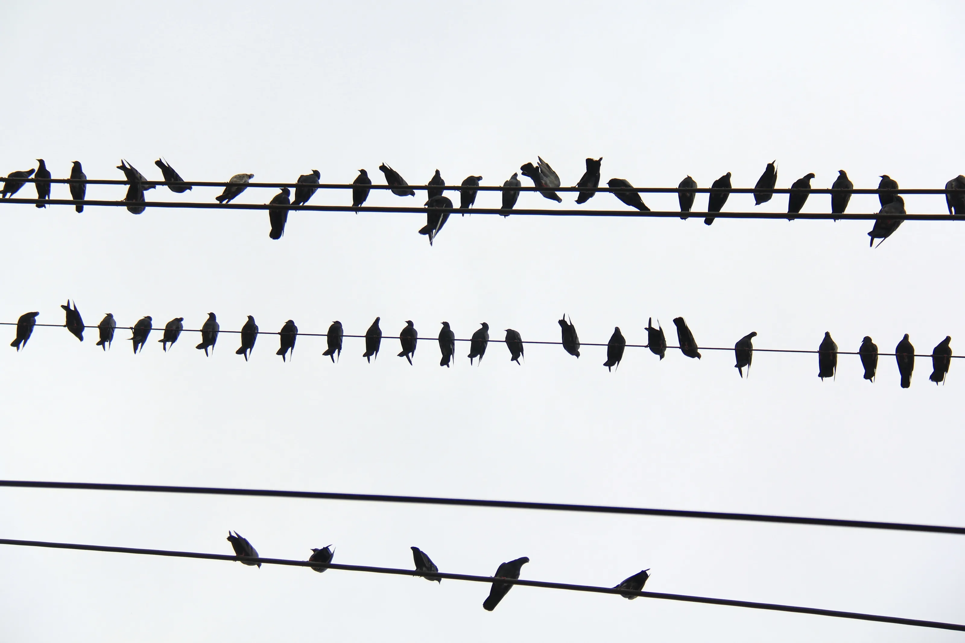 Musical notes by birds