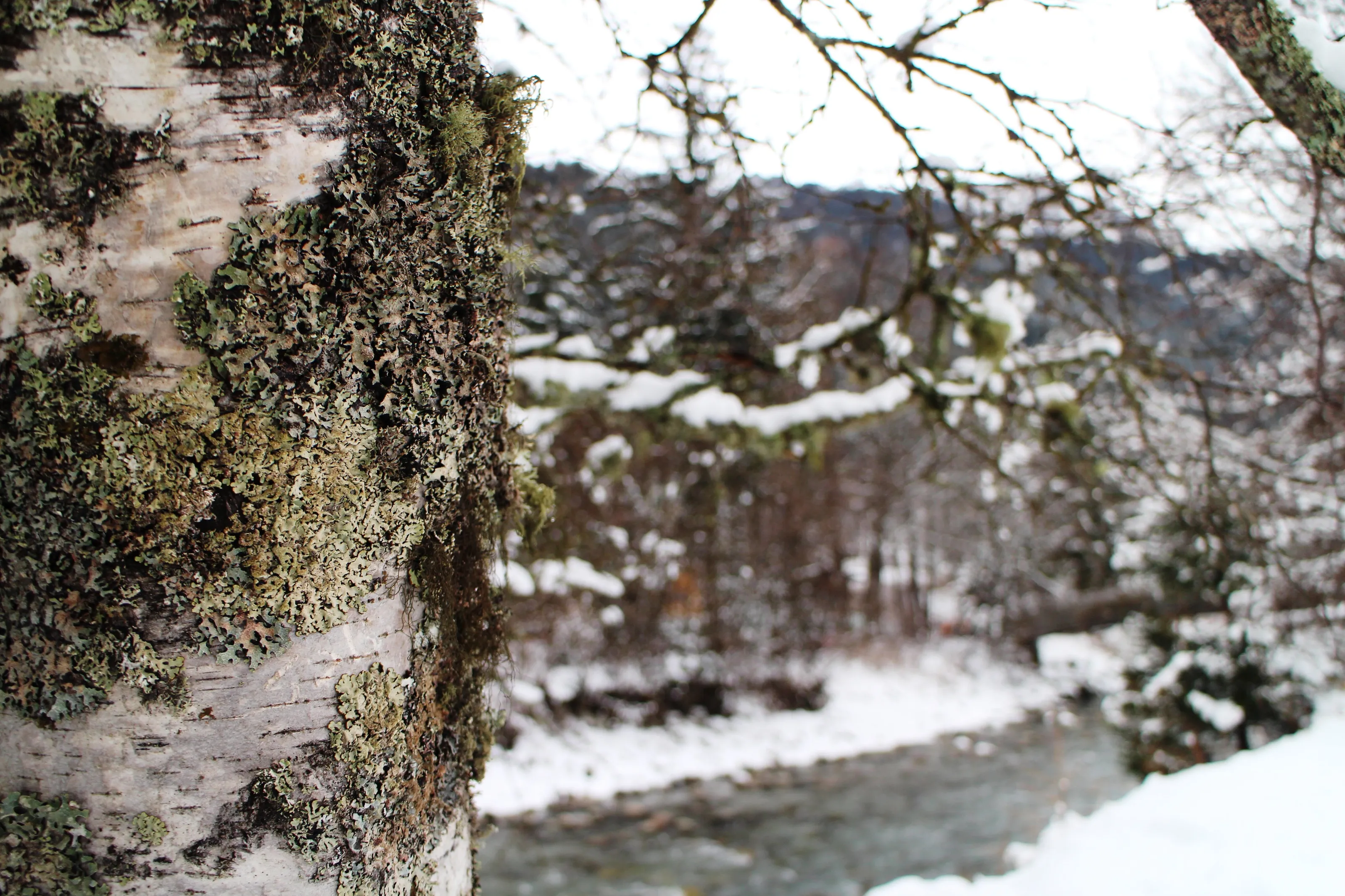 Mossy Birch