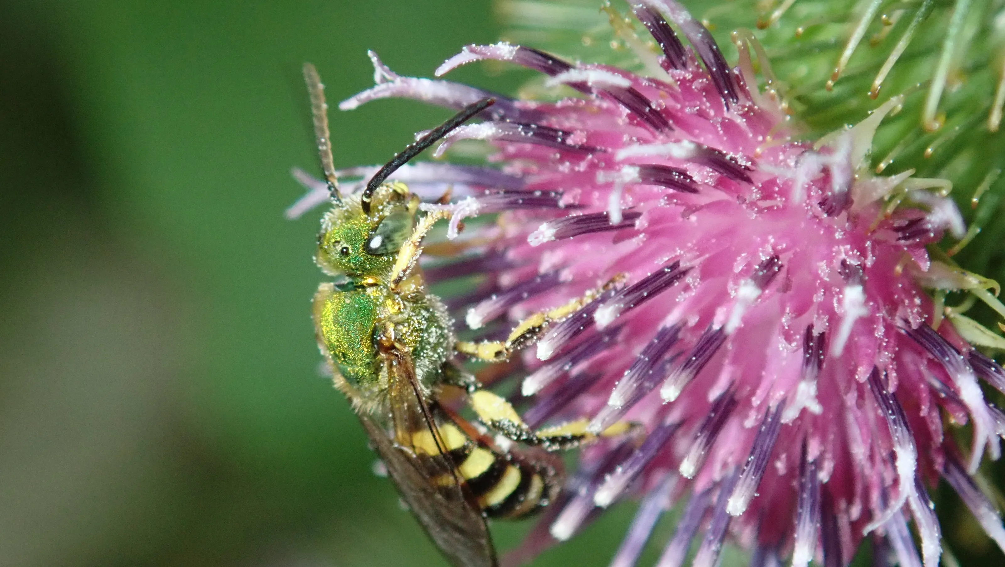 Agapostemon bee
