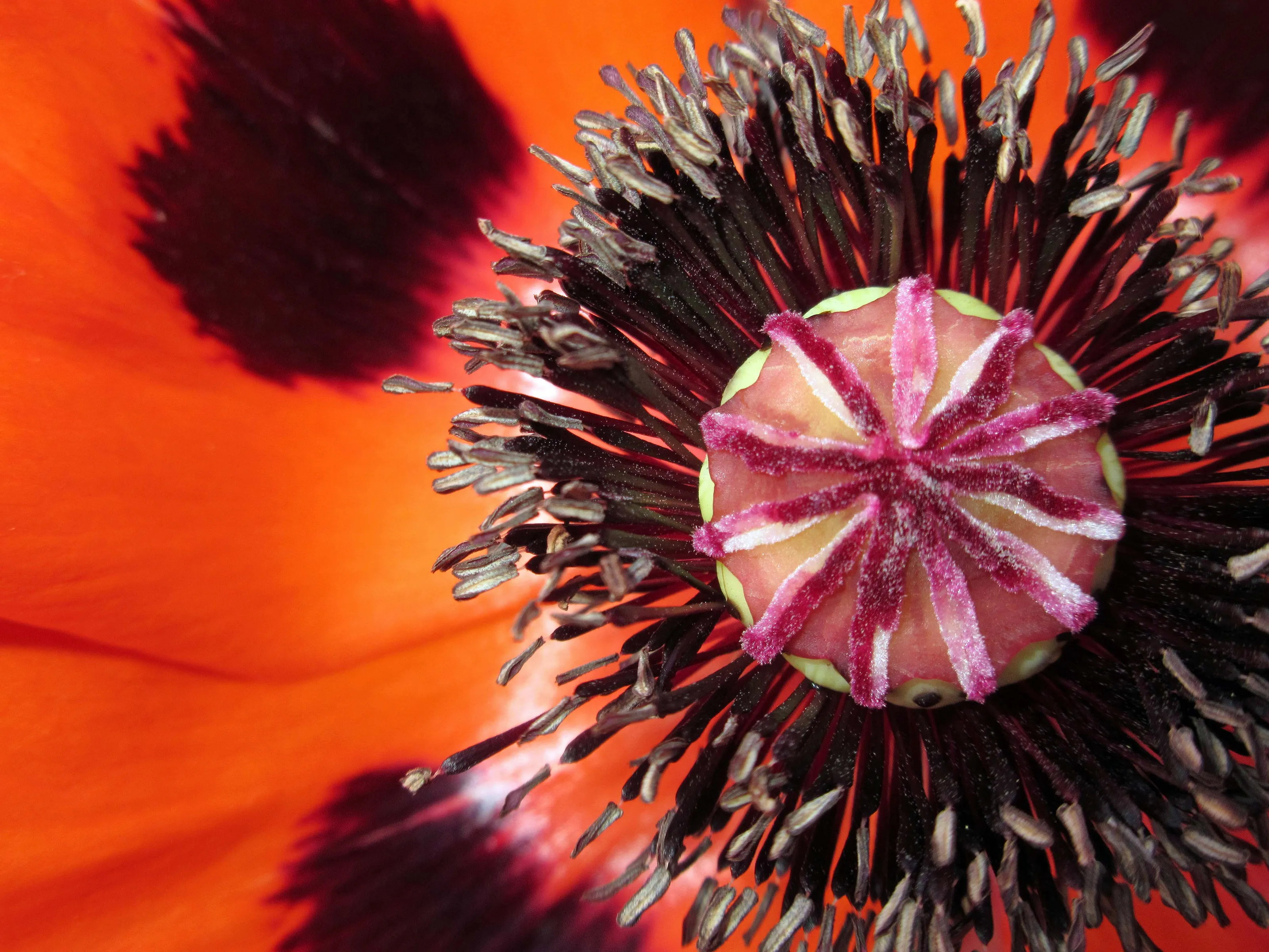 Poppy
