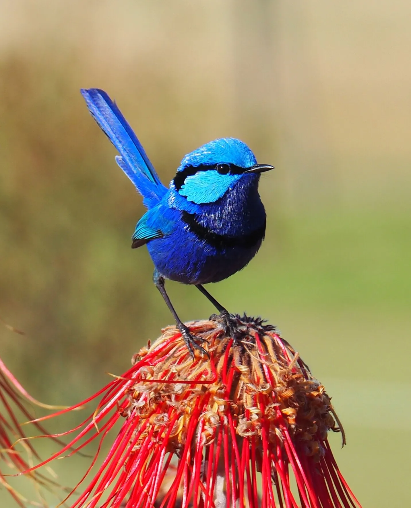 Splendid fairy wren.