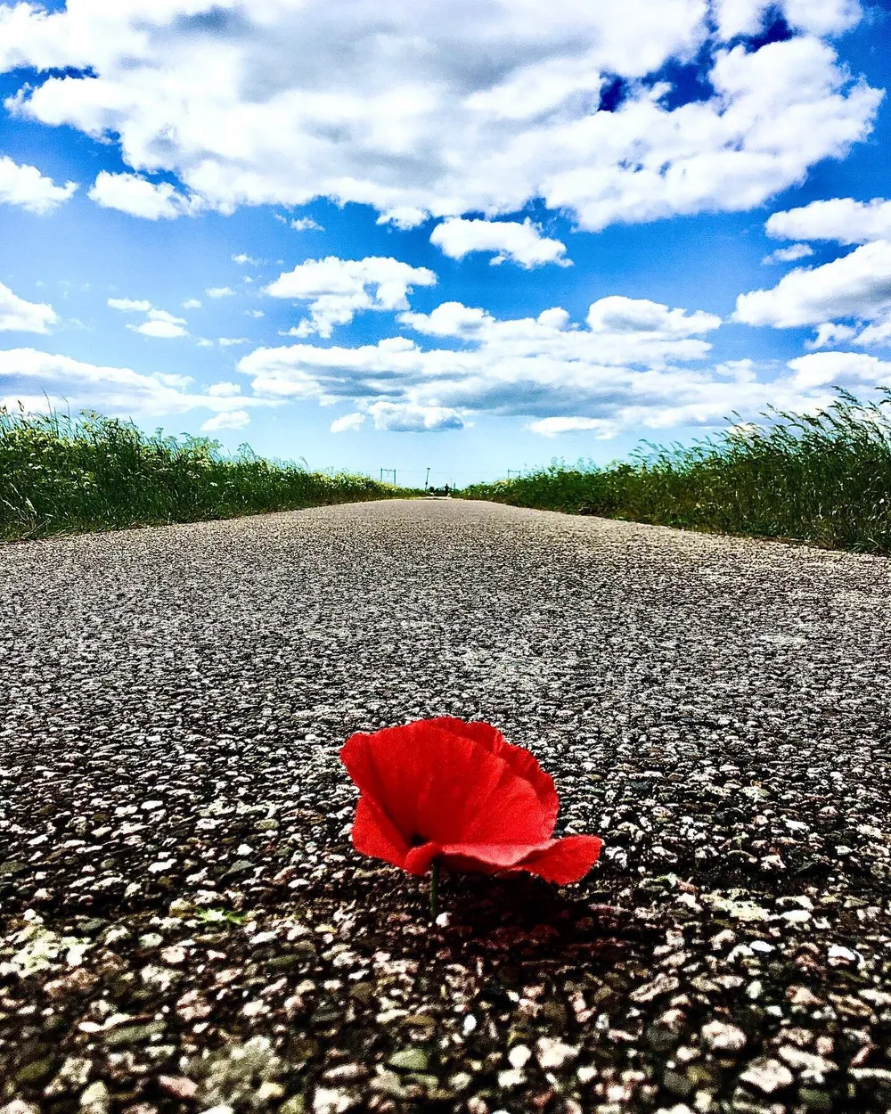 Entry 10209021