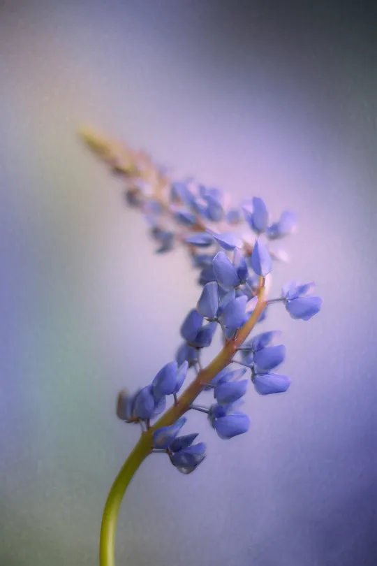 Lupine