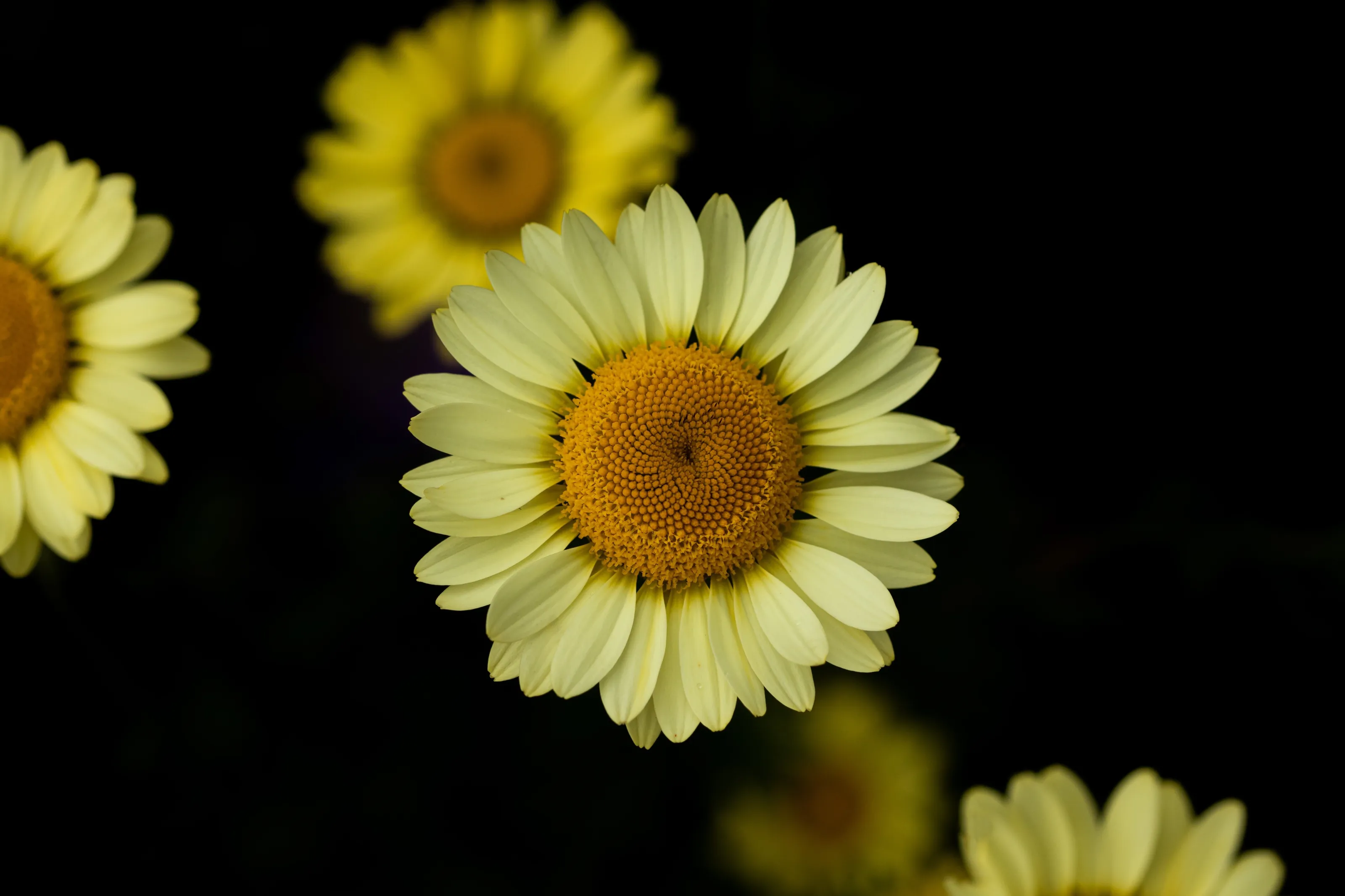 Daisy buttons