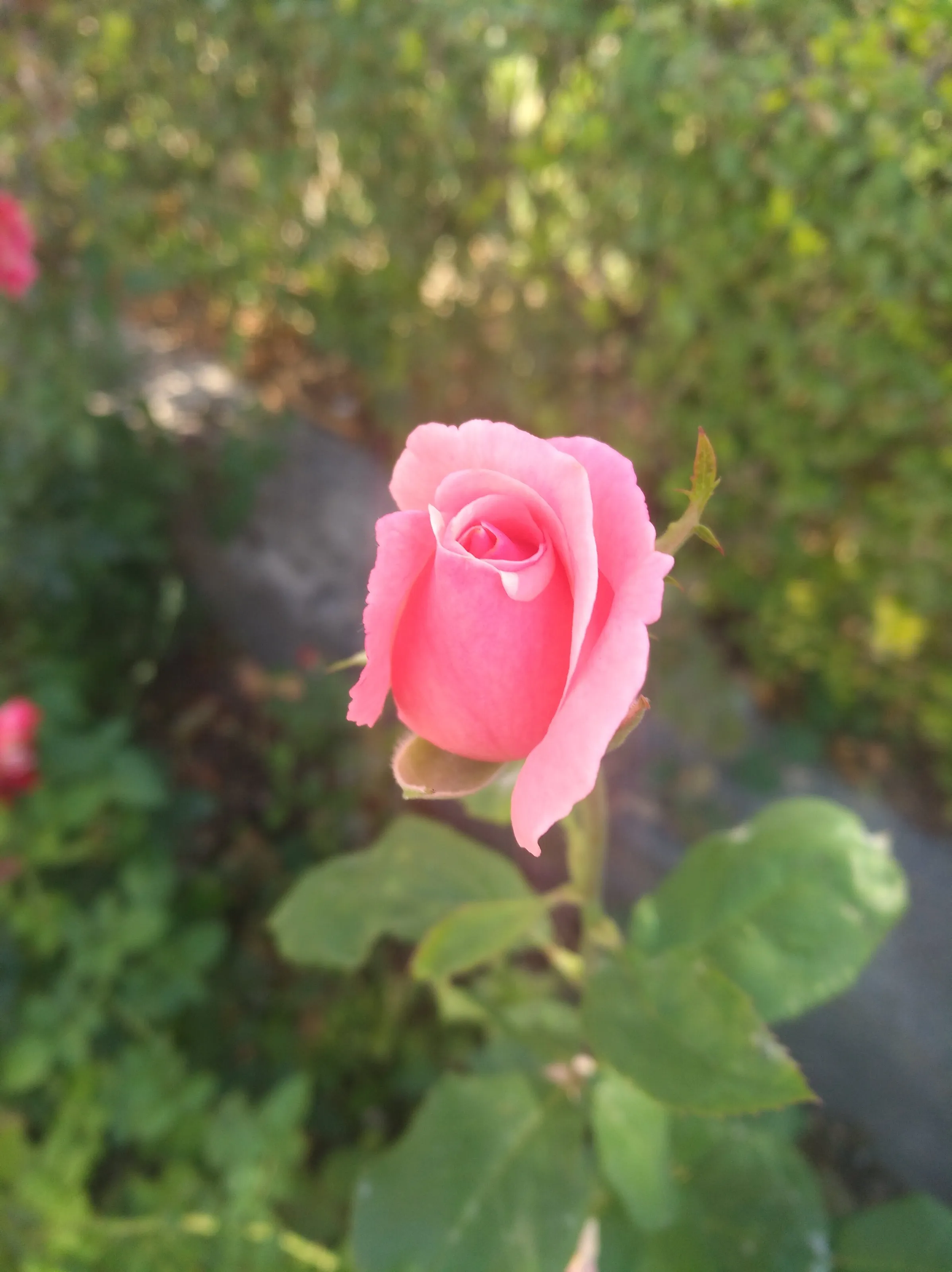 Flower bud