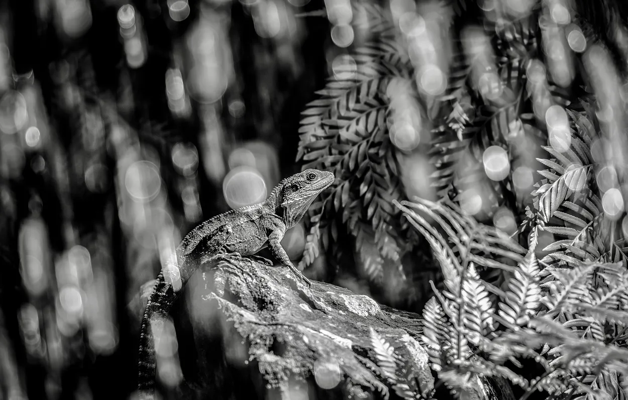 Water Dragon in a Waterfall
