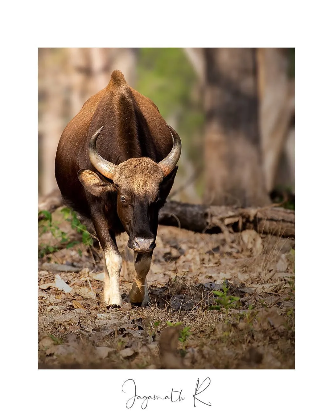 Gaur